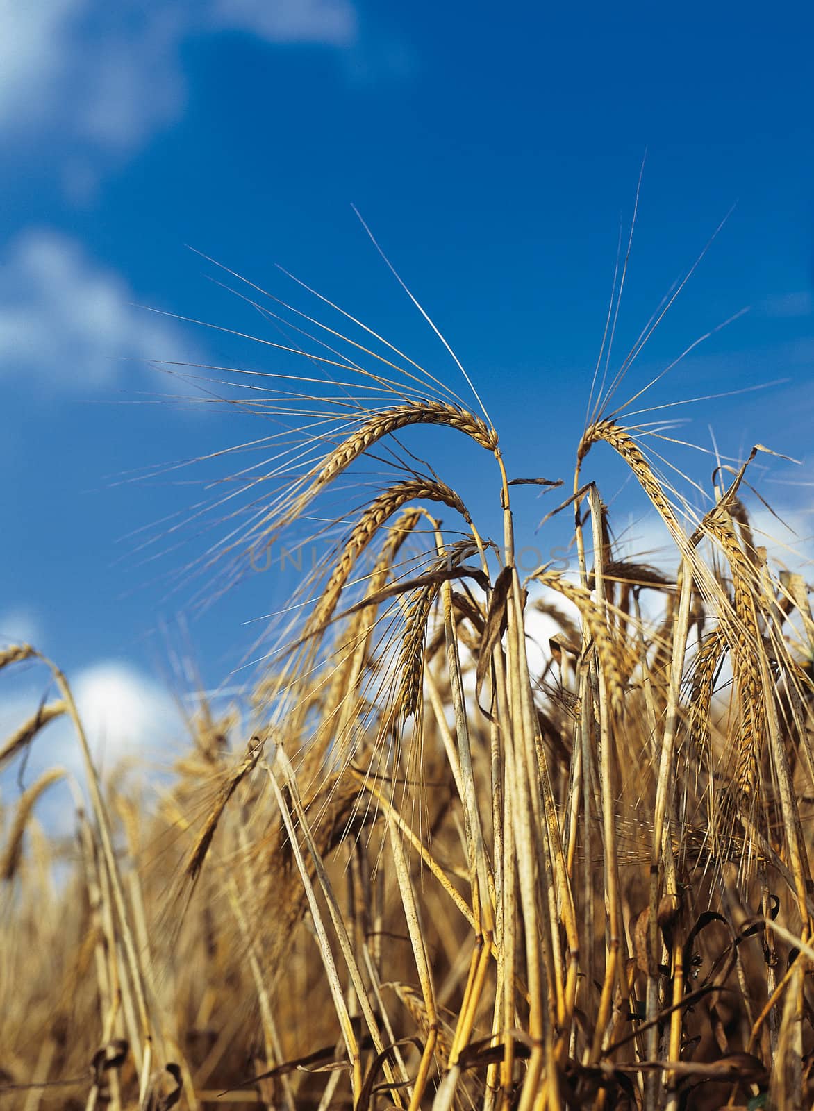Wheat field by Baltus
