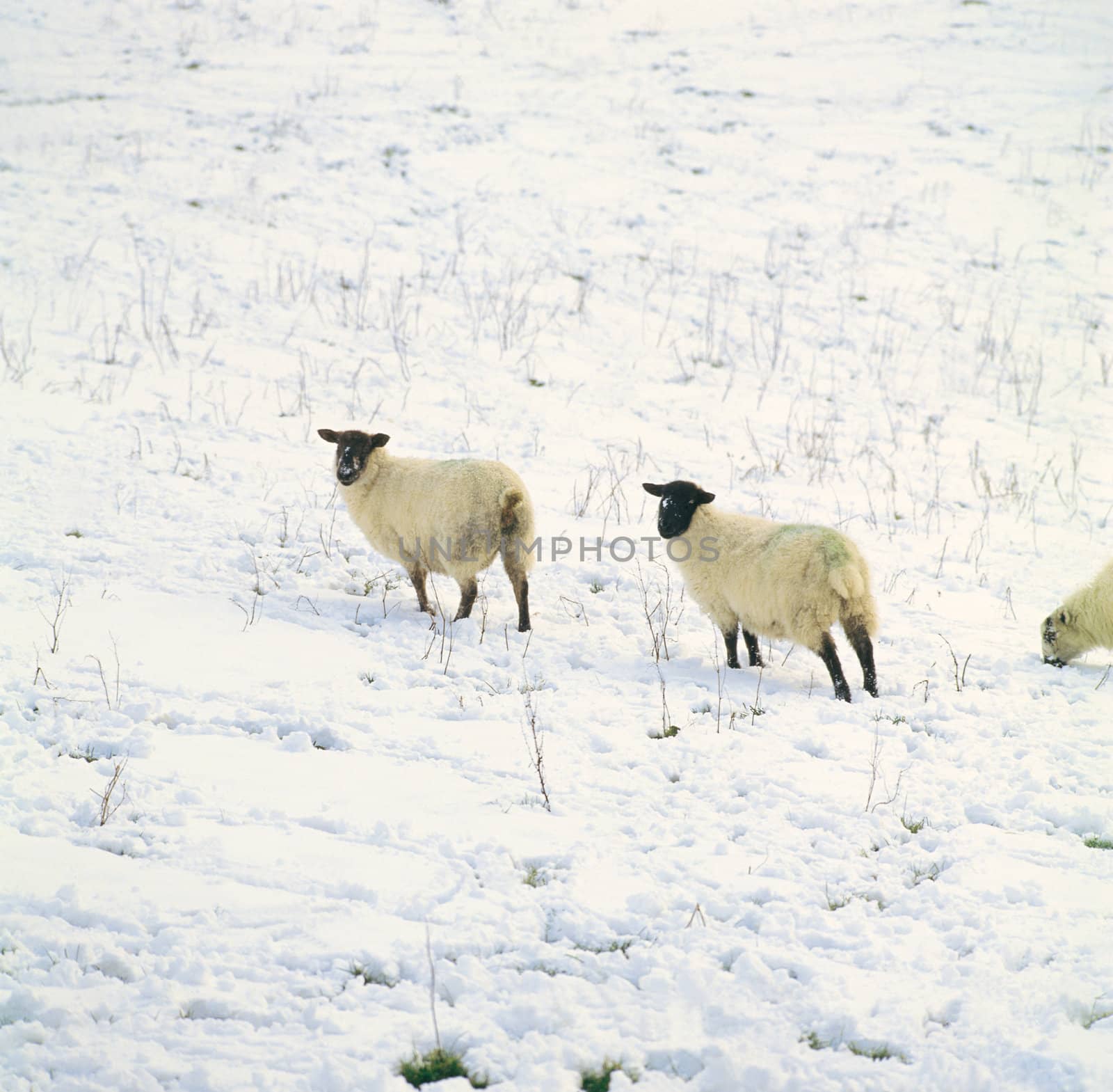 sheep is eating hay at farm in winter by Baltus