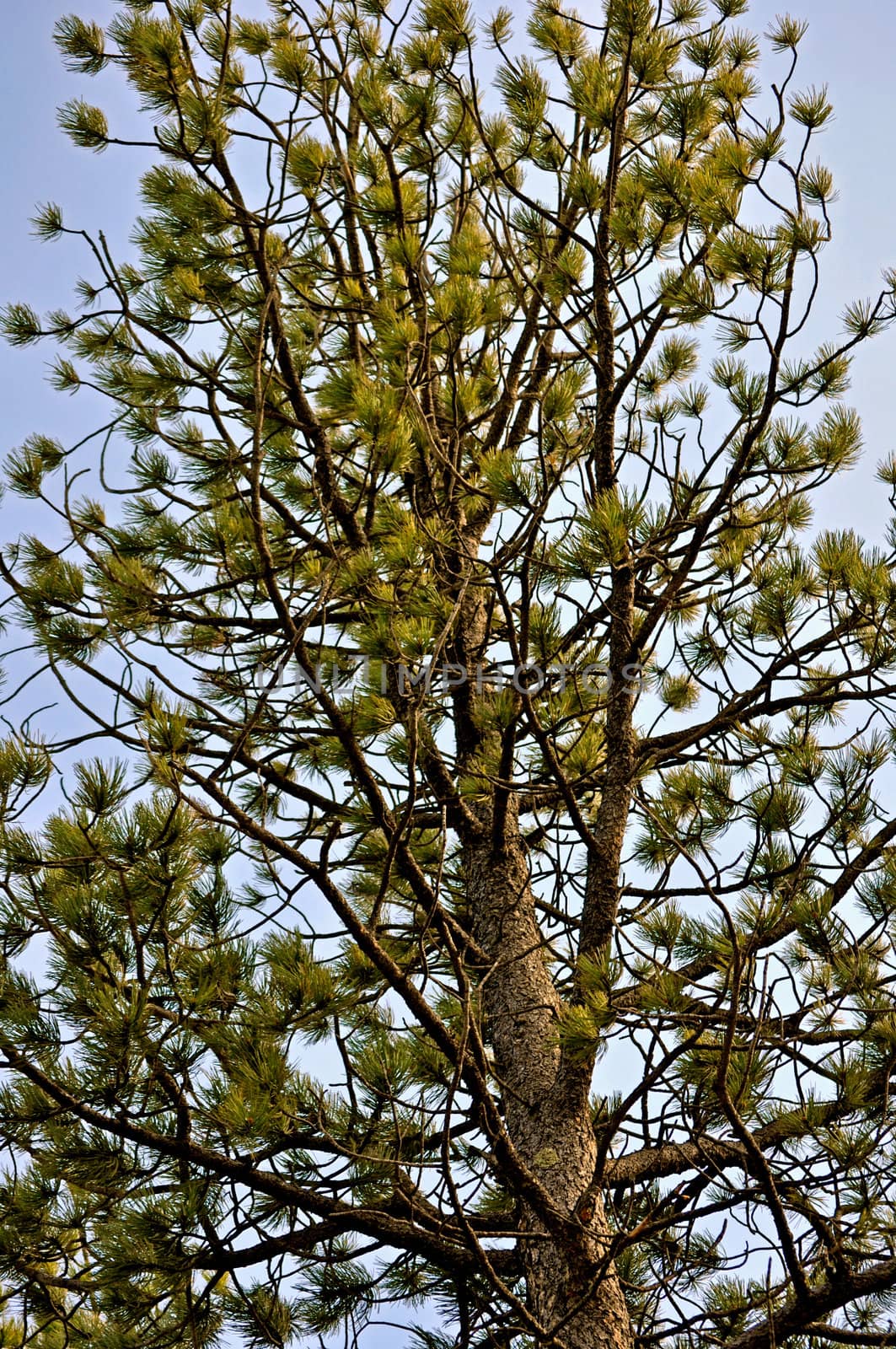 Tree with needles-1 by RefocusPhoto