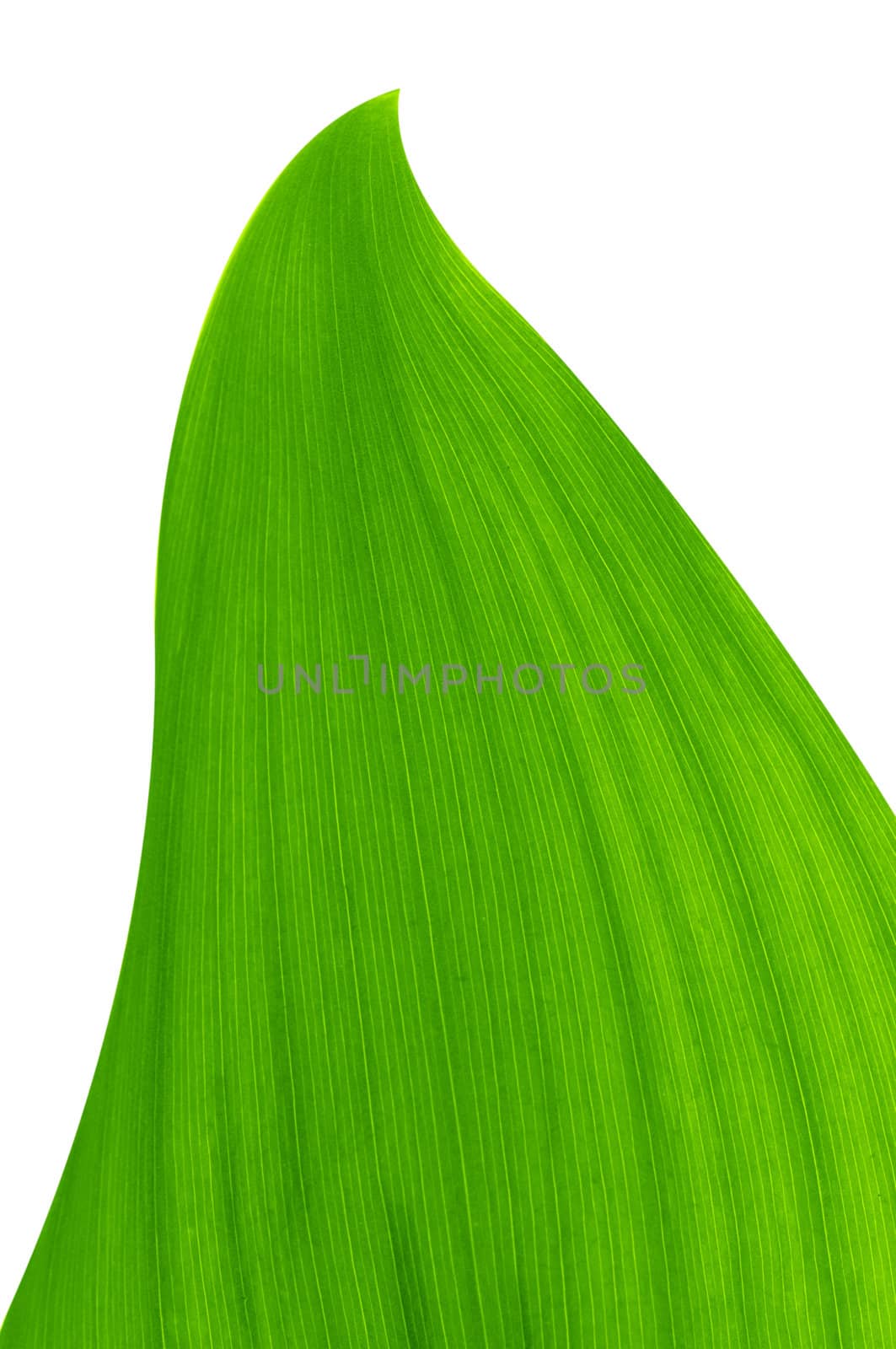 green leaf of lily of the valley