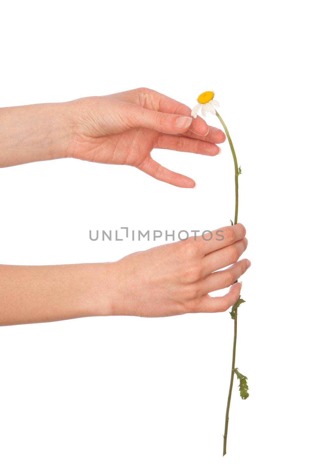 the girl help wondering about love on the petals of flower's daisy