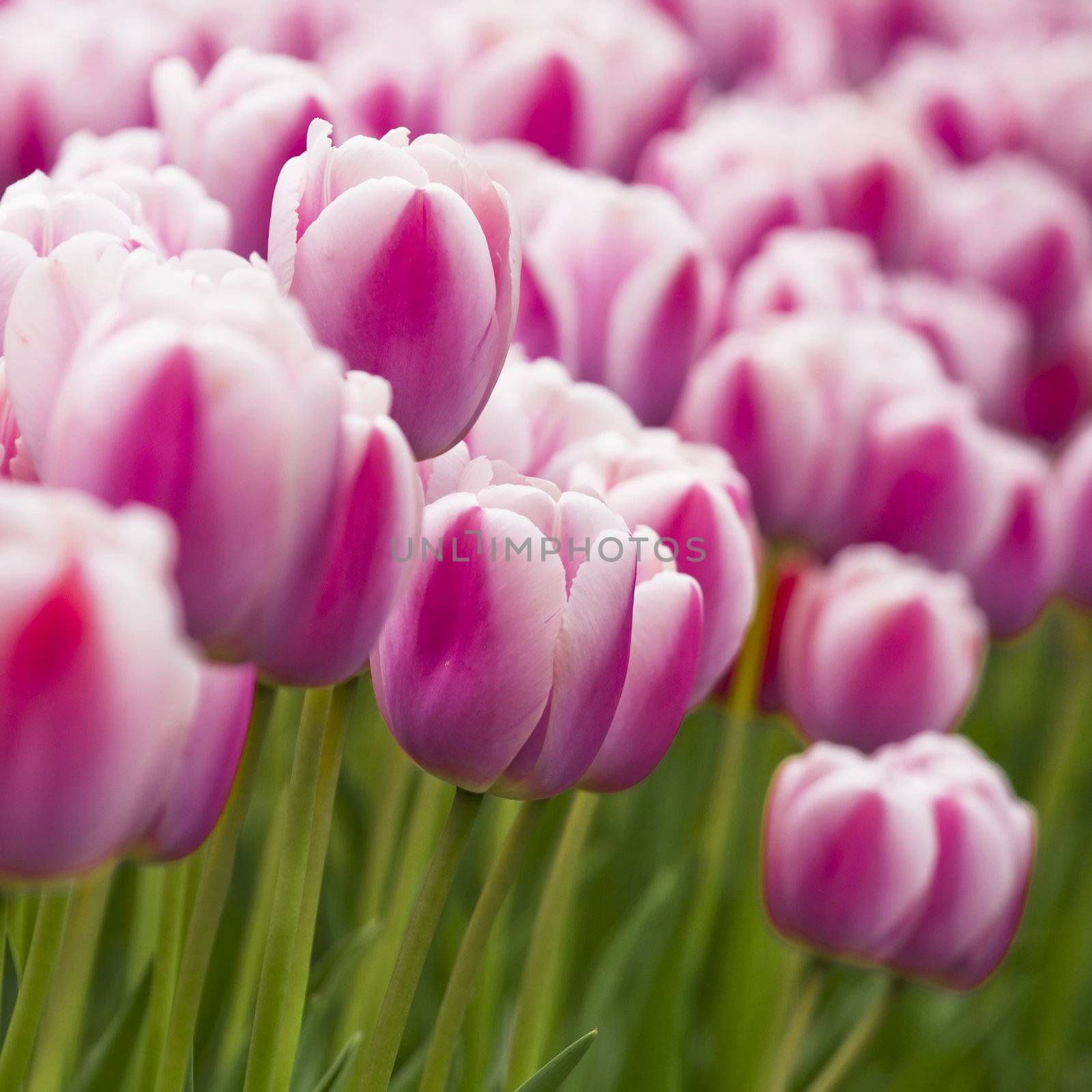 Pink tulips  by Iko