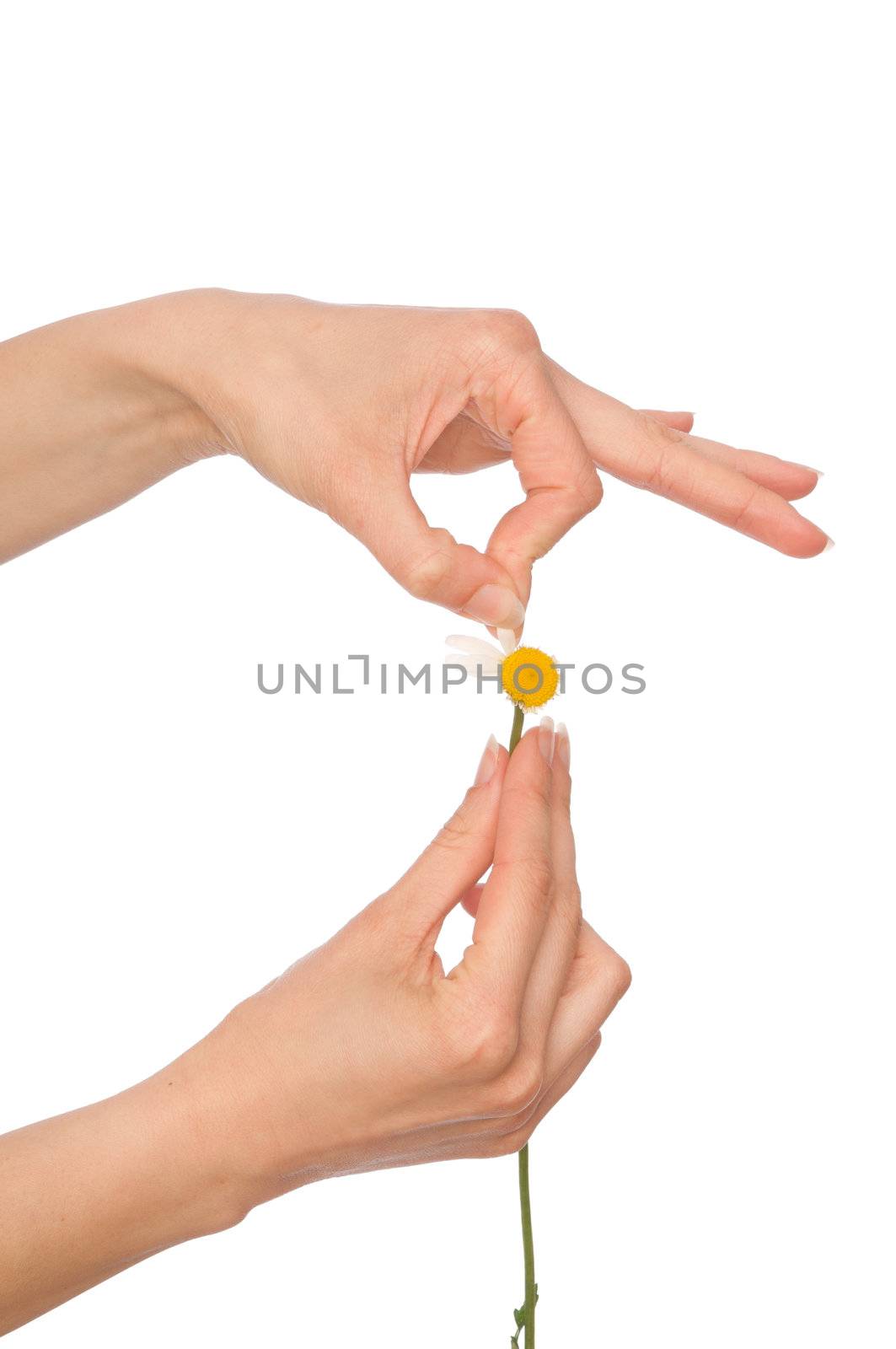 woman holding white daisy in the hands