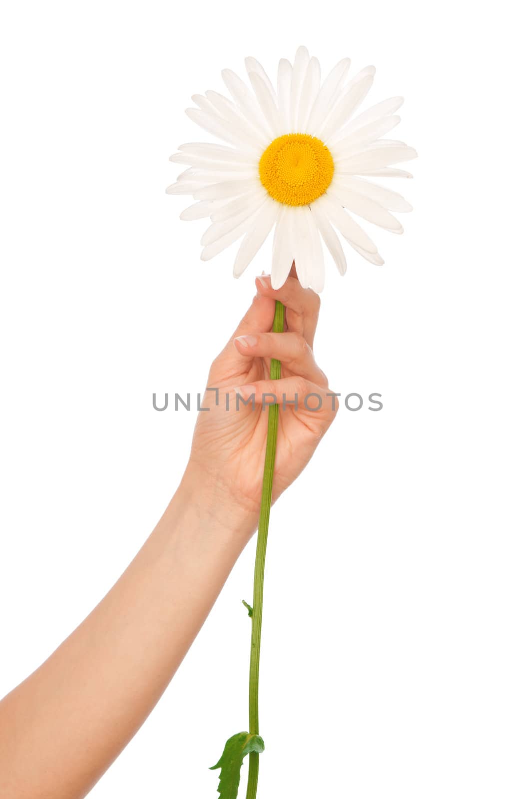 woman holding white daisy in the hand