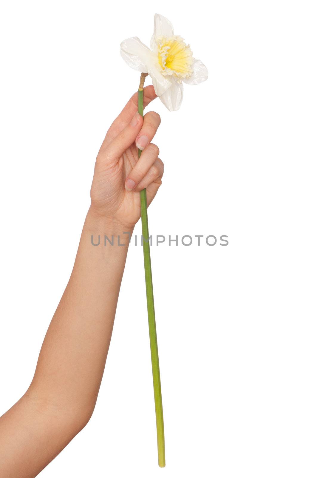 woman holding white narcissus in the hand