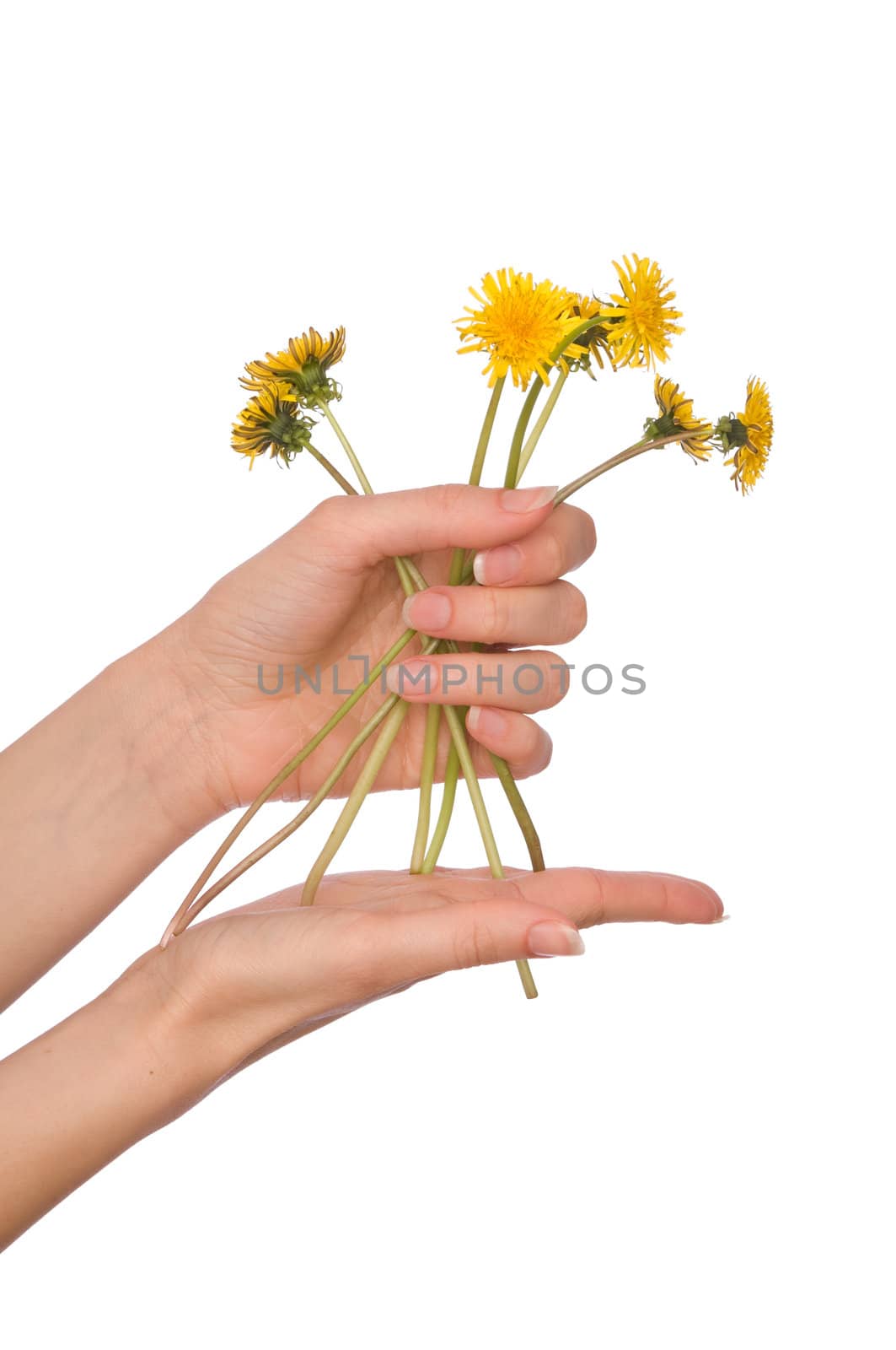 a few yellow dandelions in the woman's hand