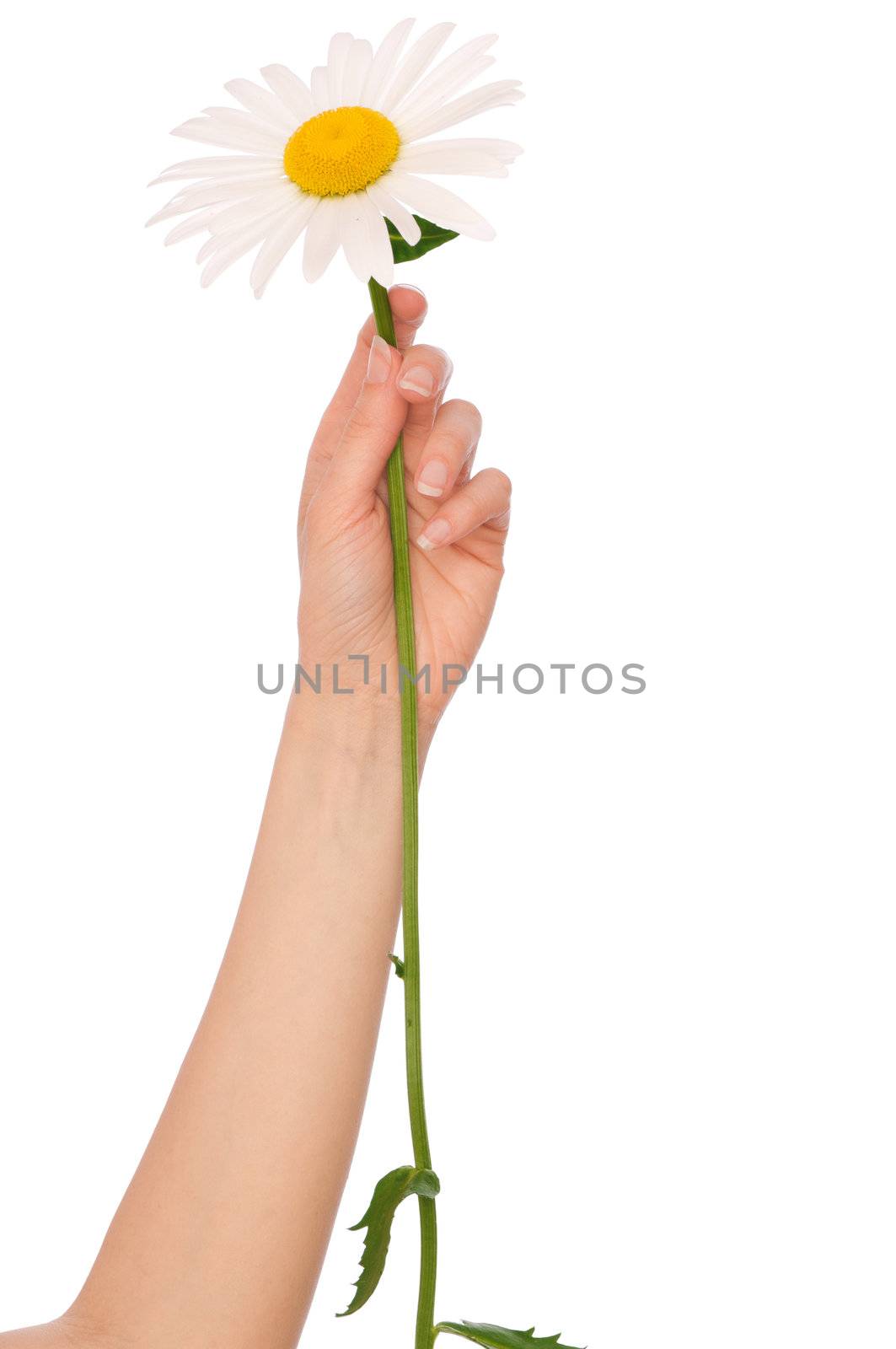 woman holding white daisy in the hand