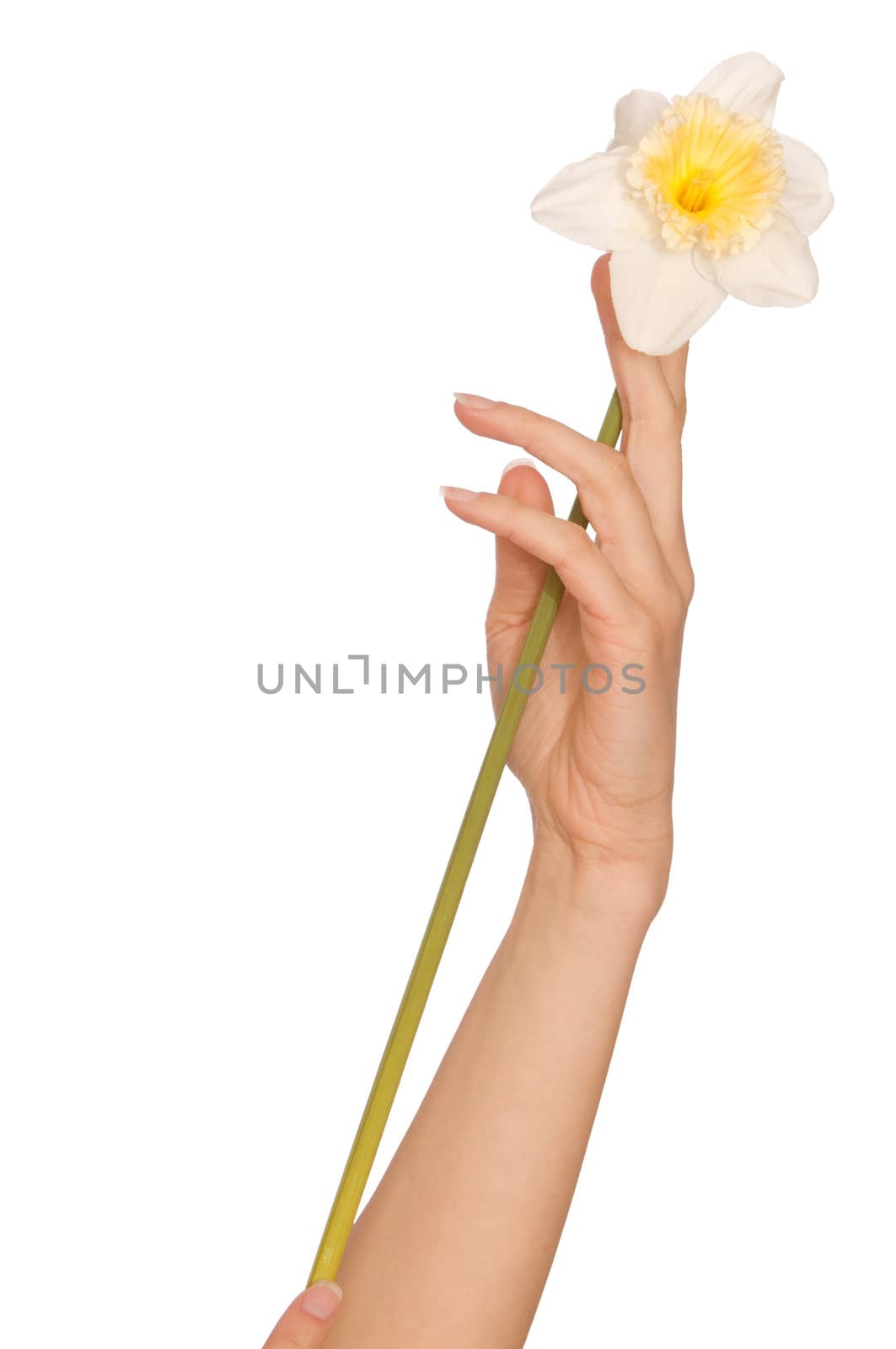 woman holding white Narcissus in the hand