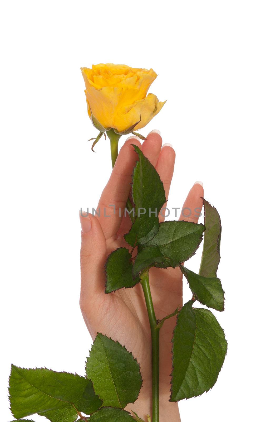 yellow rose by merzavka