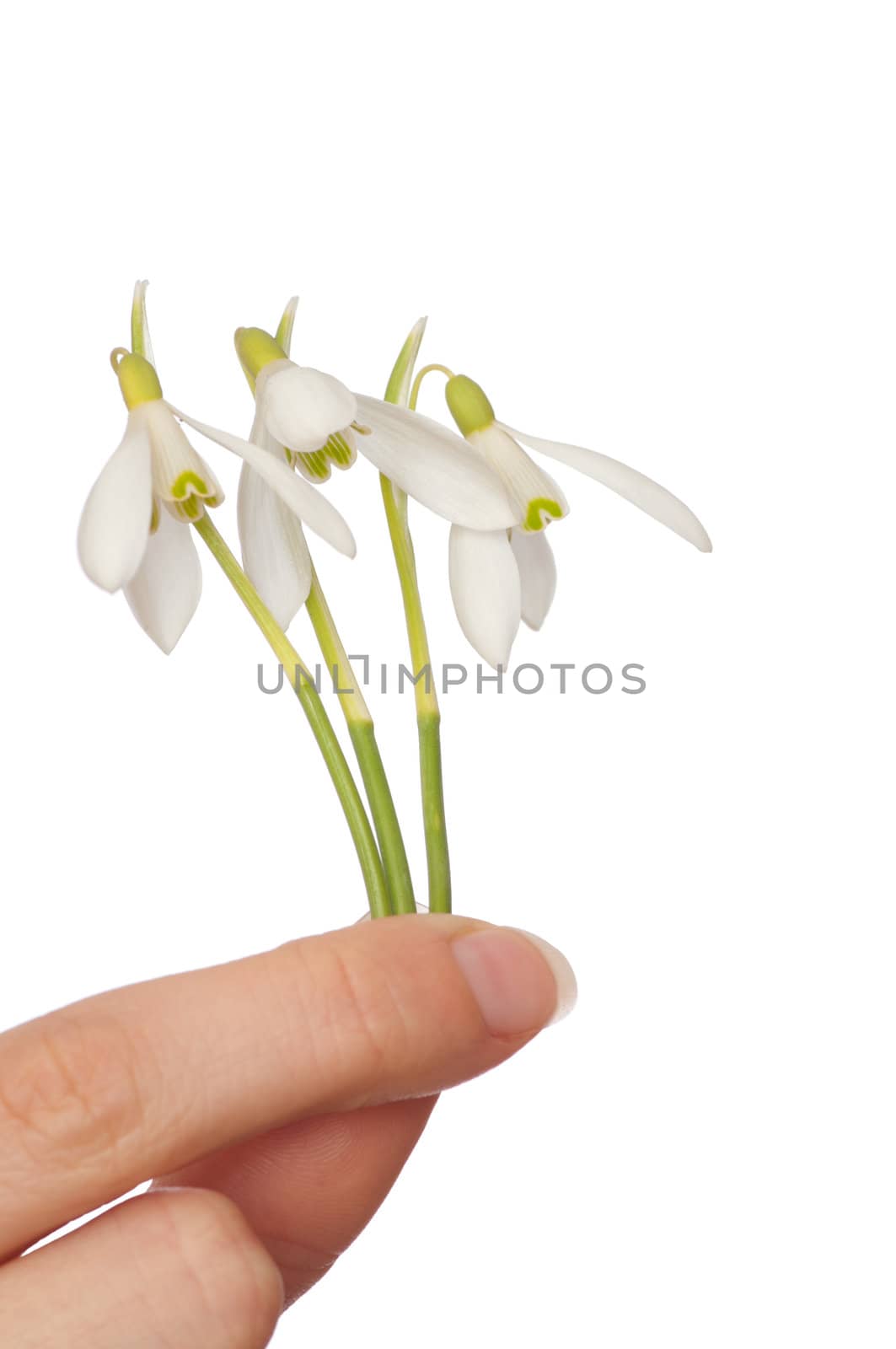 woman holding three snowdrops as a symbol of spring