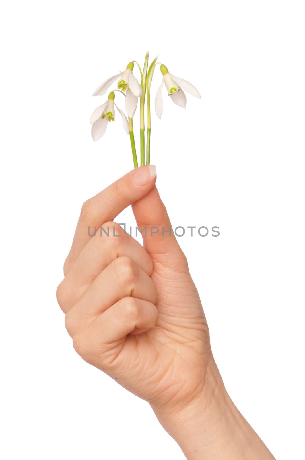 woman holding three snowdrops as a symbol of spring