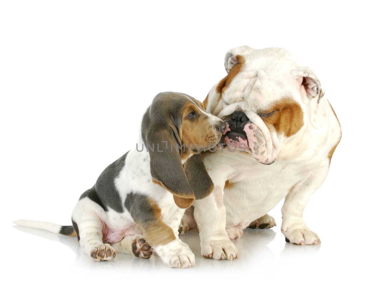puppy love - cute basset hound and english bulldog together on white background