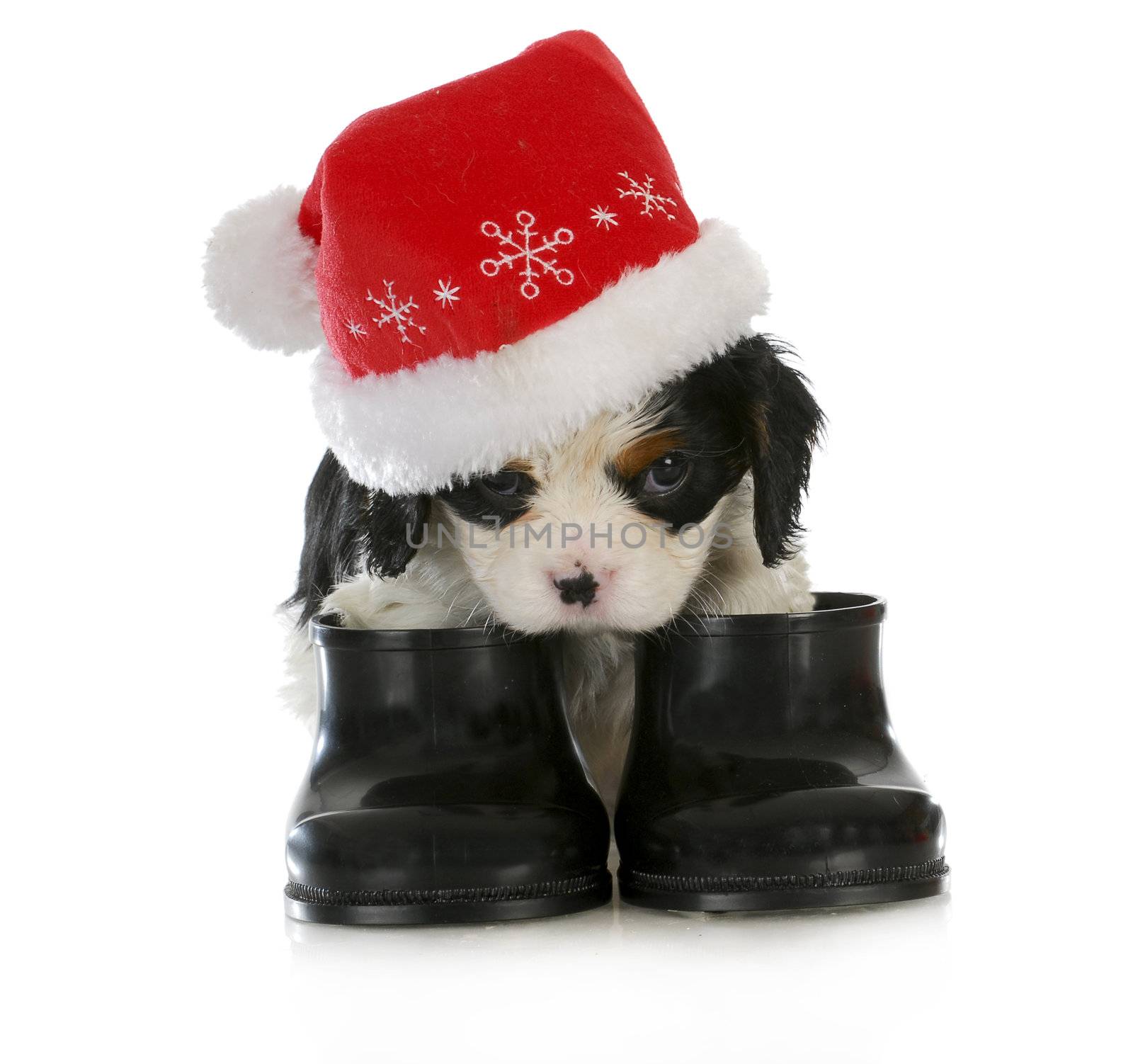 puppy santa - cavalier king charles spaniel puppy dressed up like santa on white background