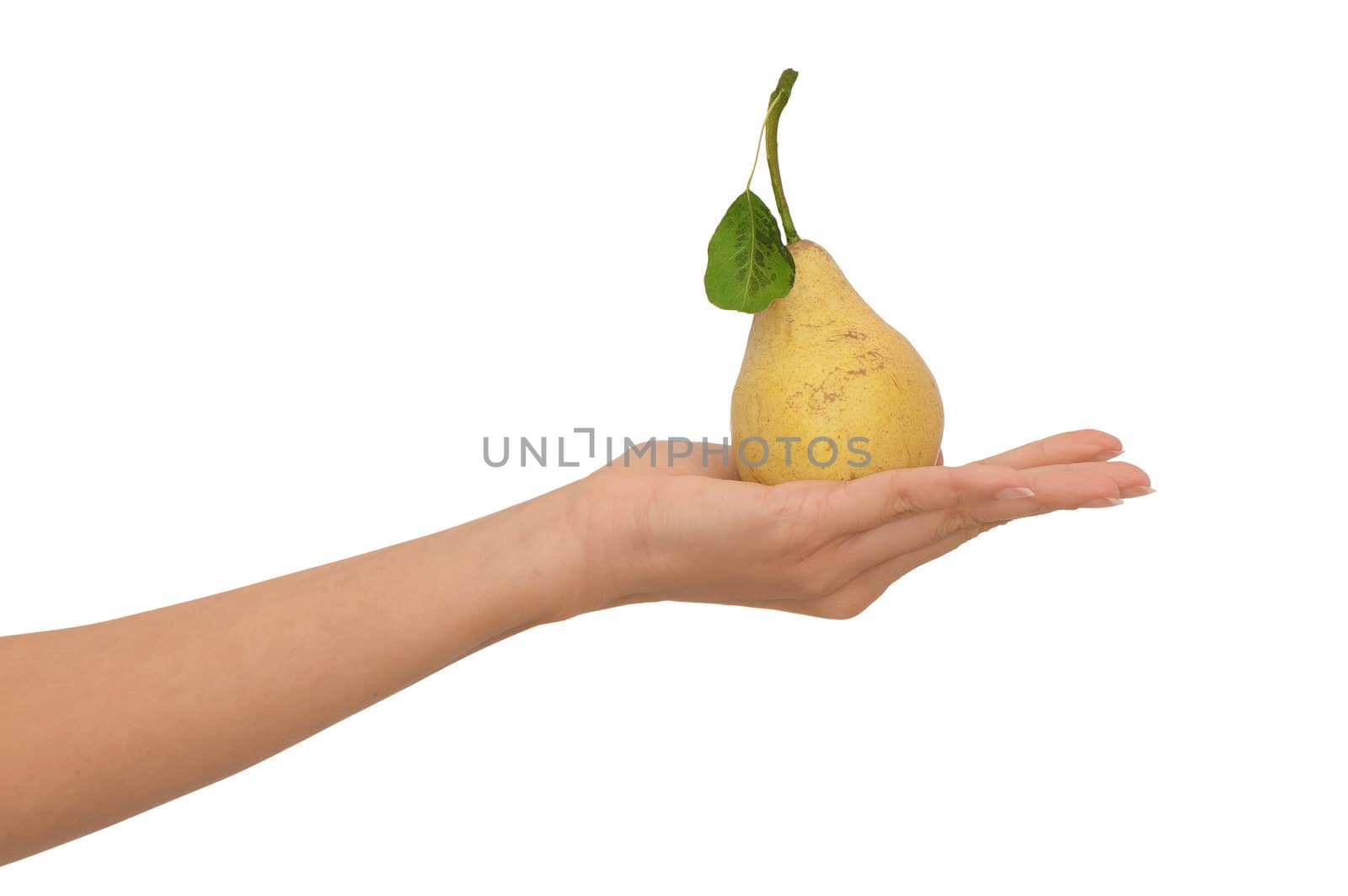 Yellow pear with a green leaf in hand