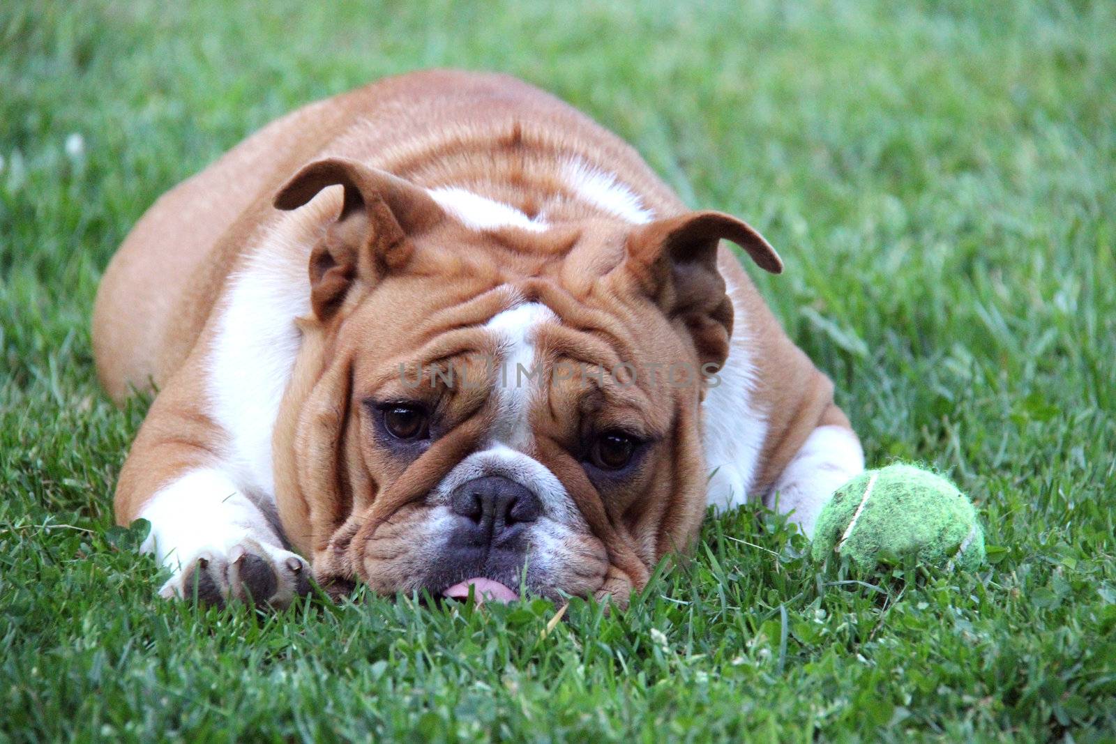 dog begging to play ball - english bulldog laying beside tennis ball in the grass