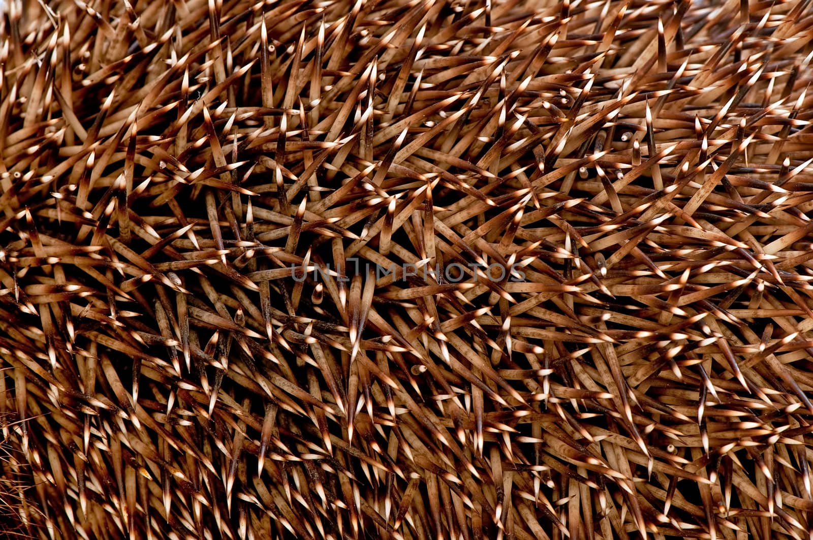 Considerable quantity of prickles of a hedgehog