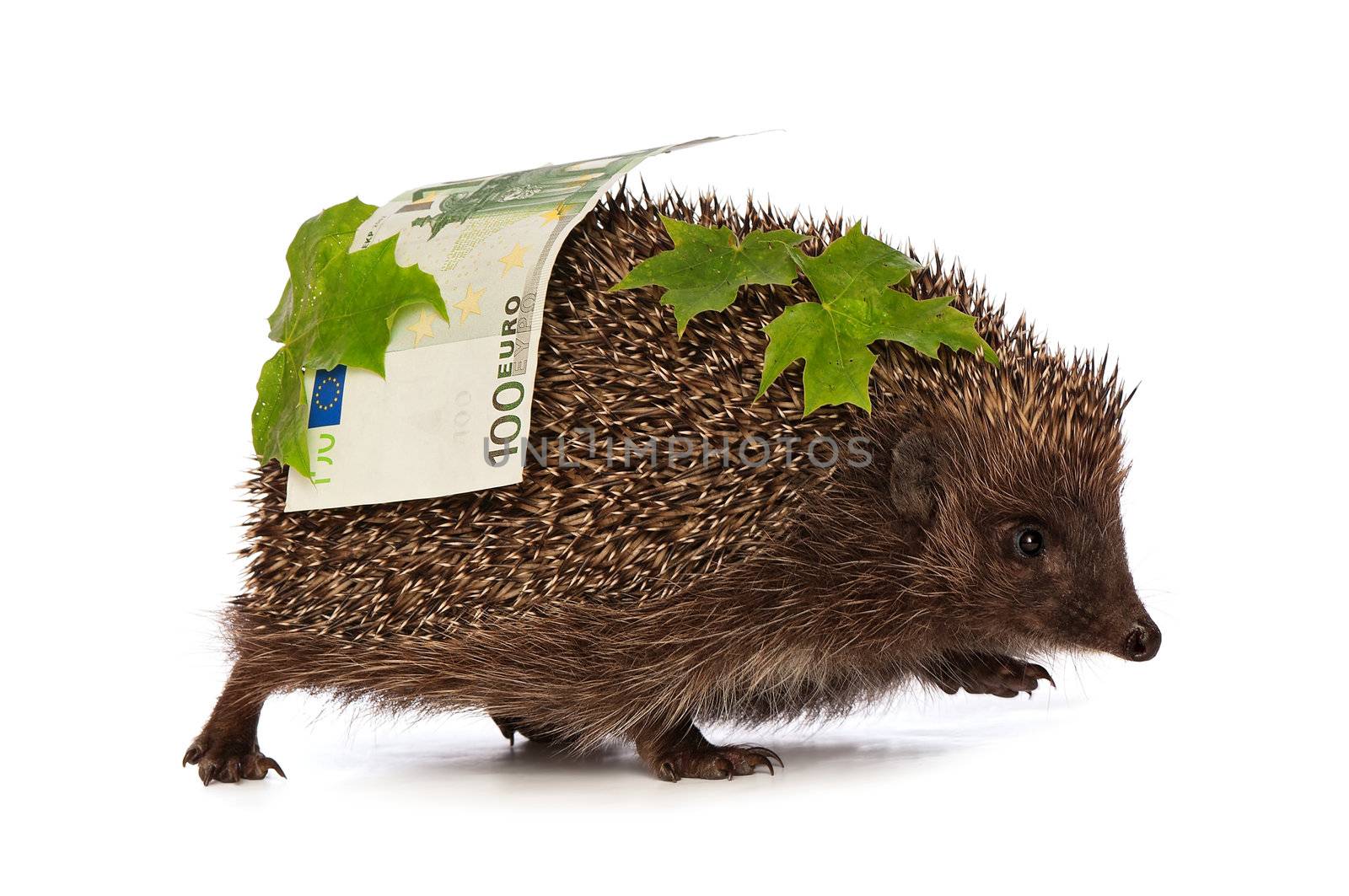 The hedgehog in motion hastens home from the bank carrying percent hundred euro profit
