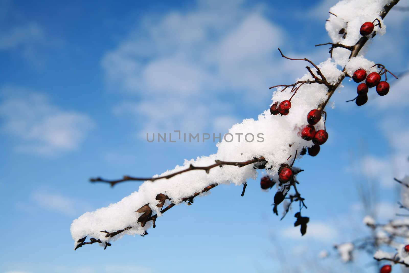 beautiful winter mood.snow on a plant.