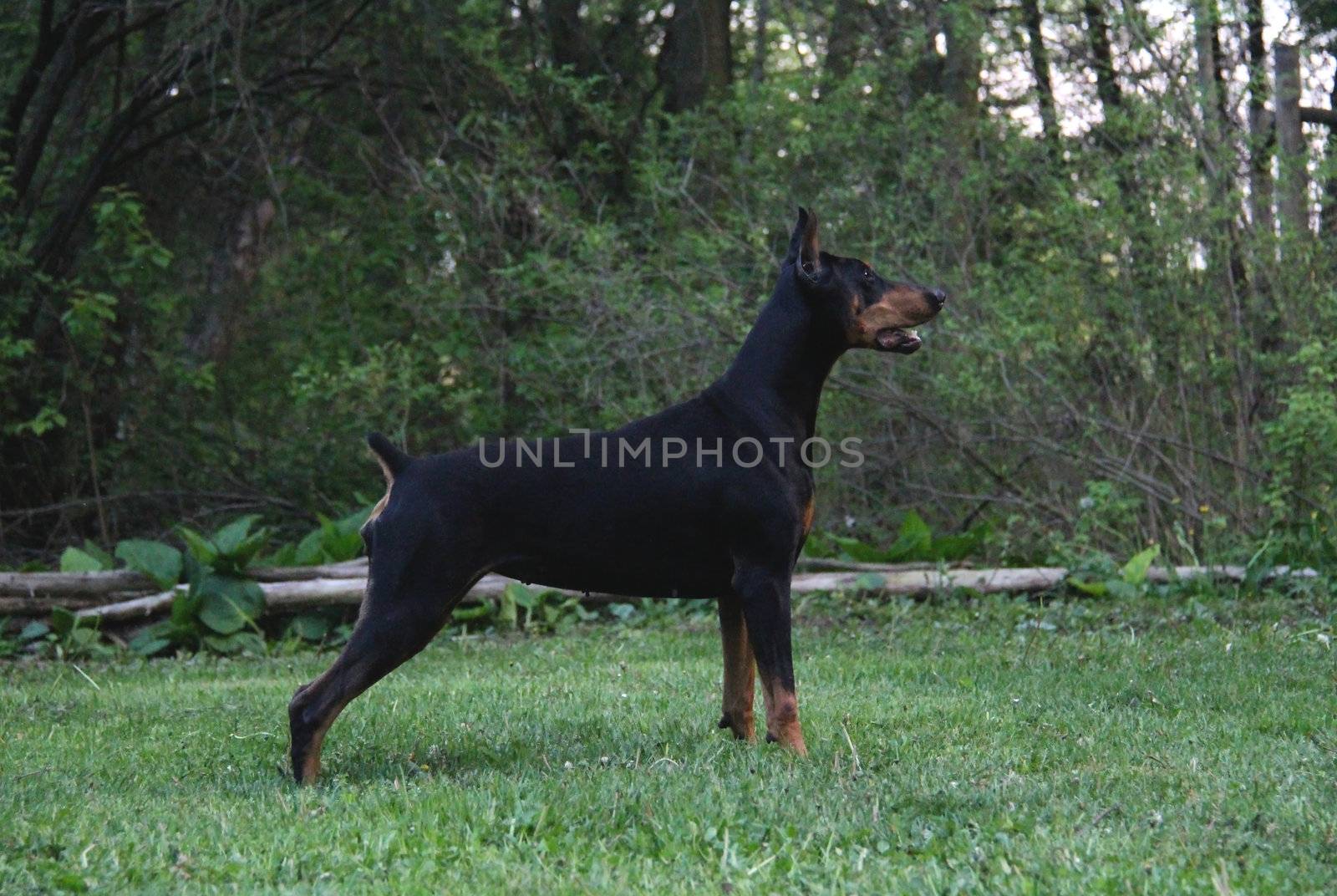 guard dog - doberman pinscher standing alert on a country property