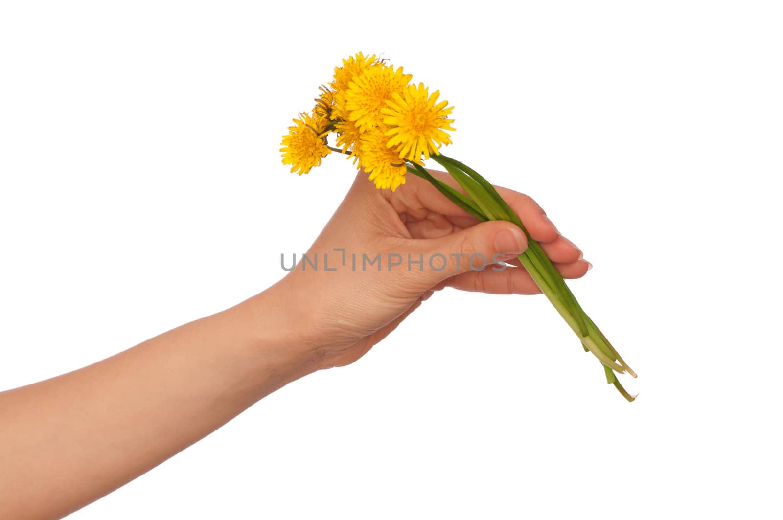 a few yellow dandelions in the woman's hand