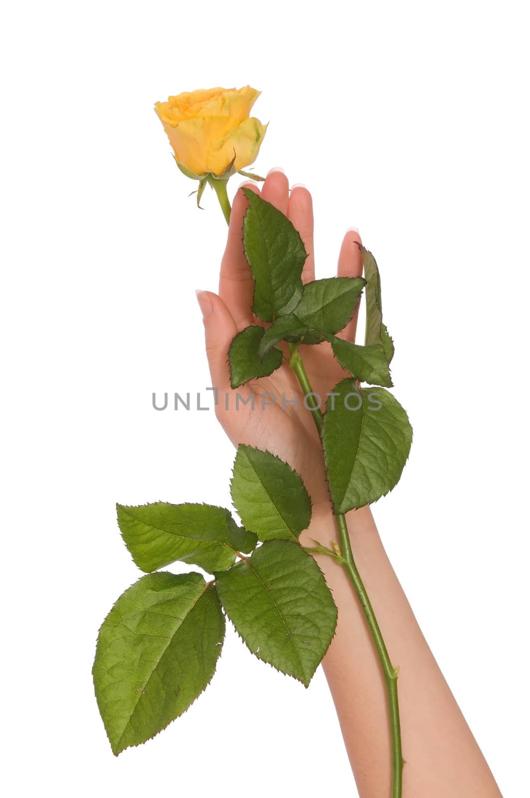 woman holding yellow rose in the hand as a gift