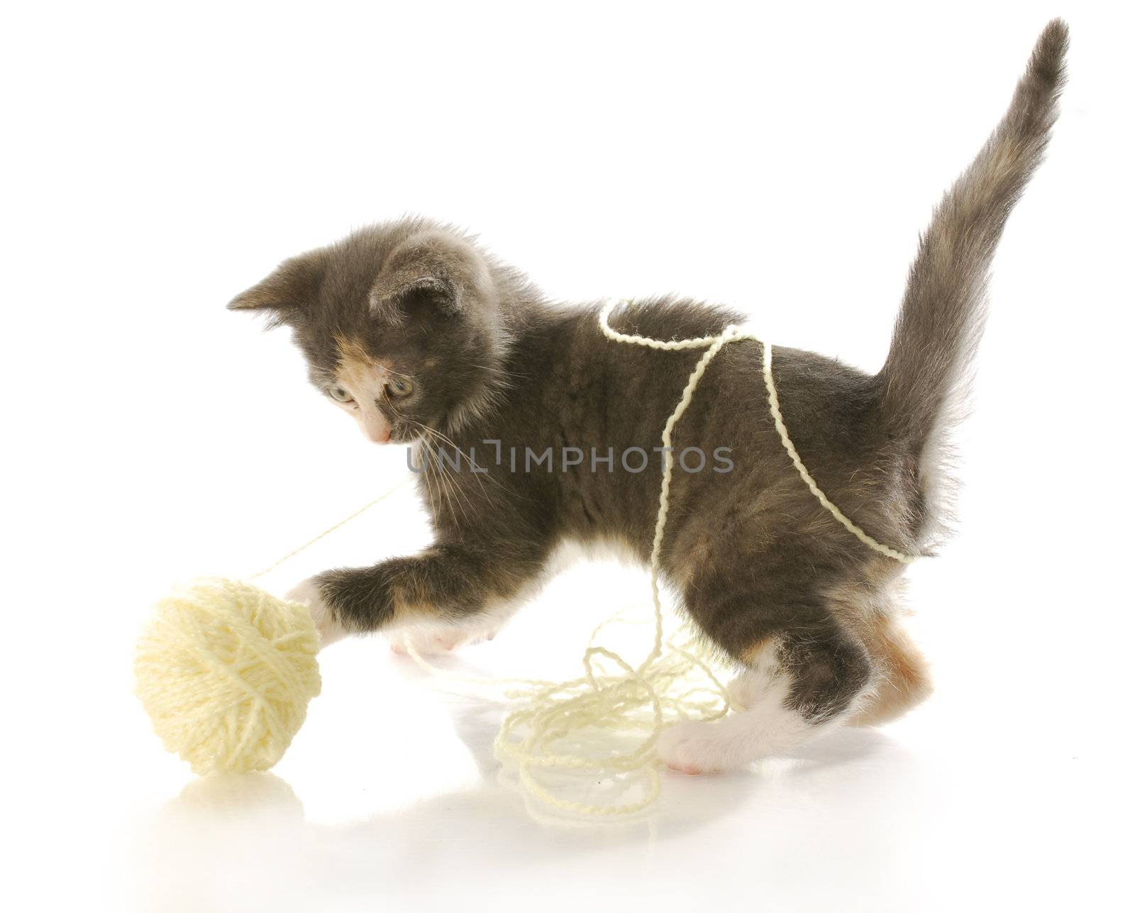 kitten playing with yarn by willeecole123