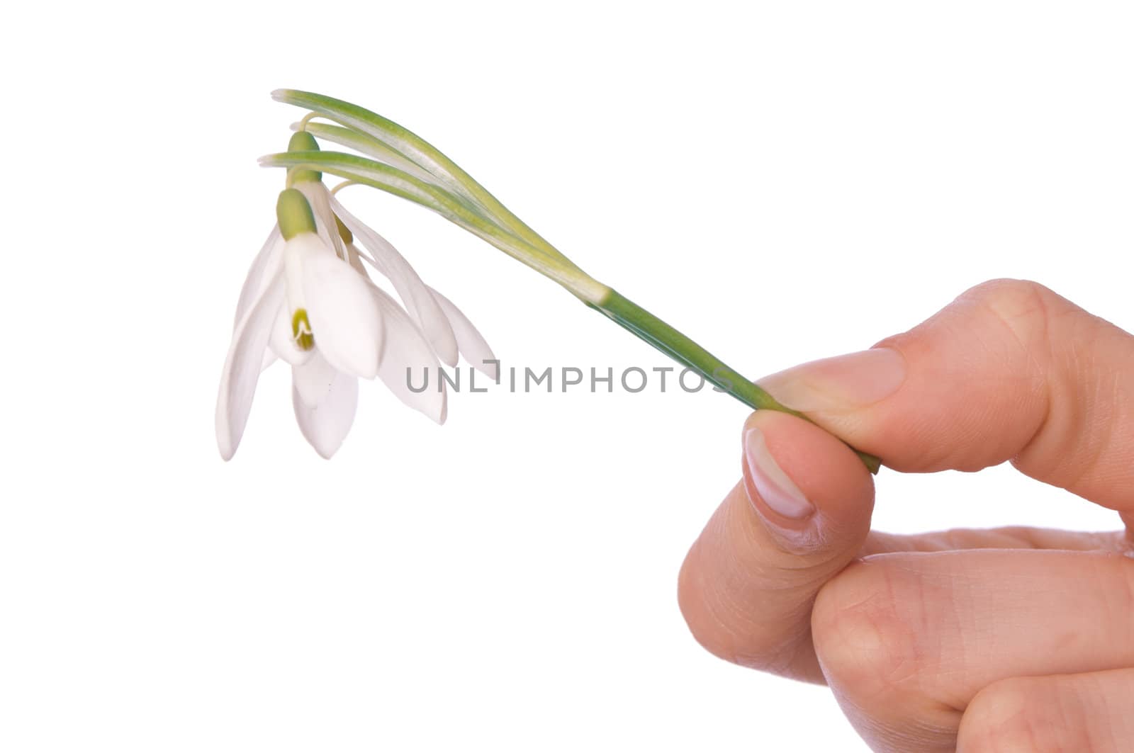 woman holding snowdrop as a symbol of spring