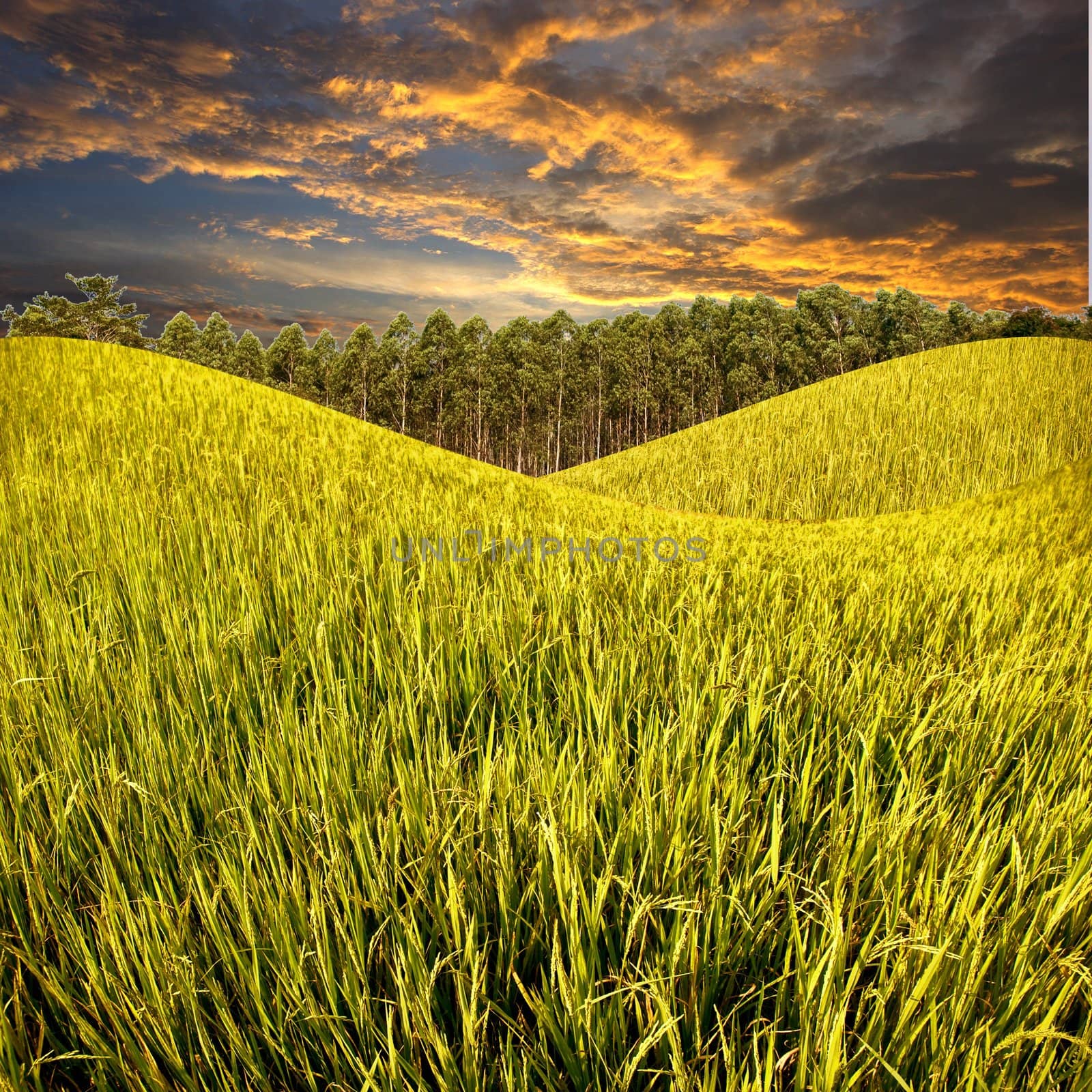 Rice field and farm with sunset sky