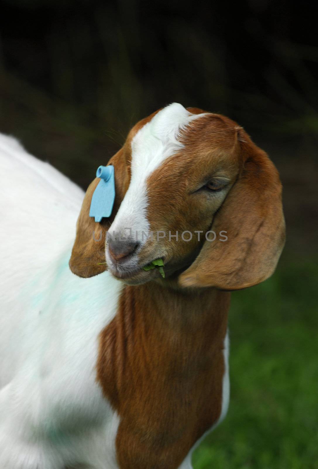 south african goat doeling grazing out in the pasture
