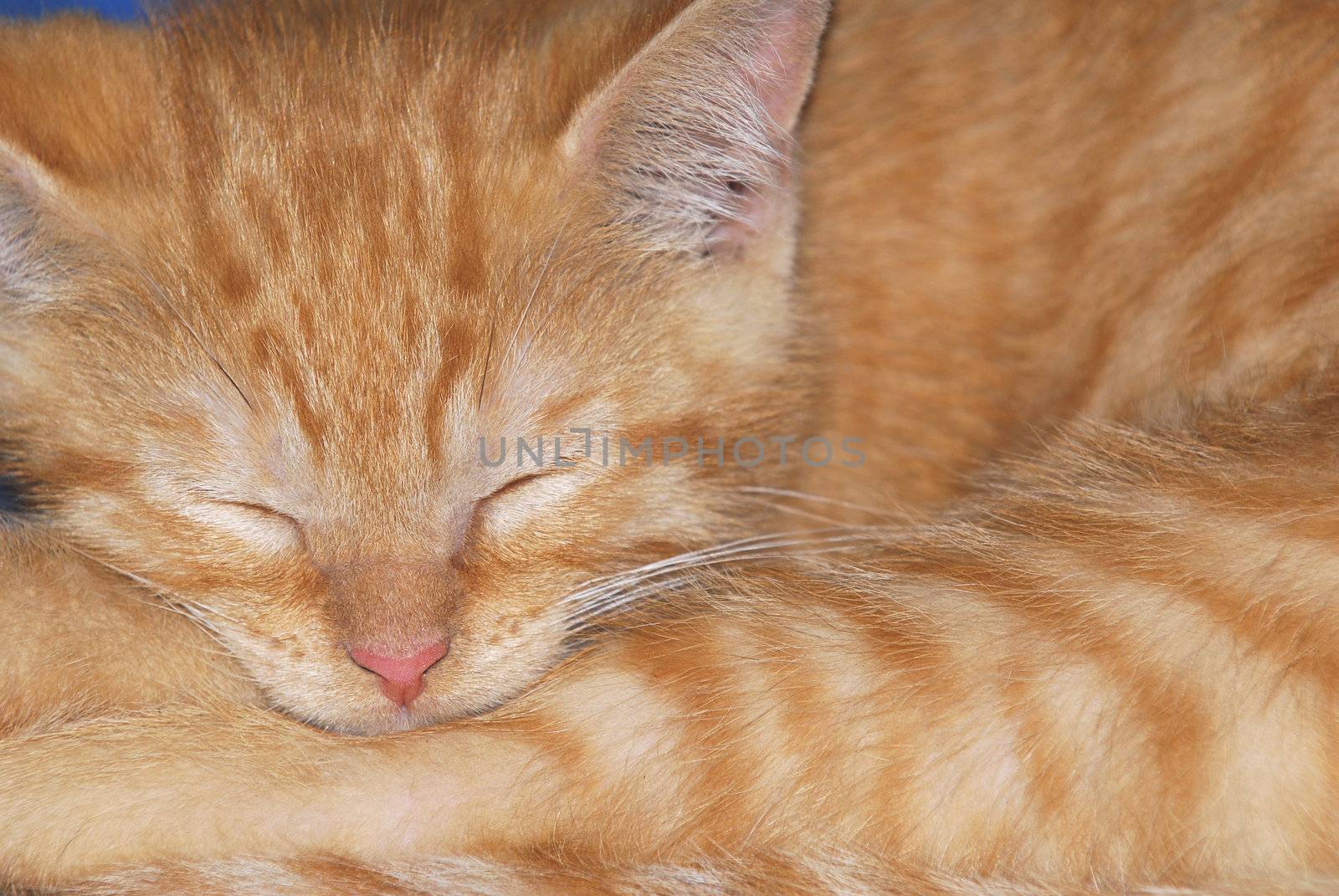 sleeping kitten by willeecole123