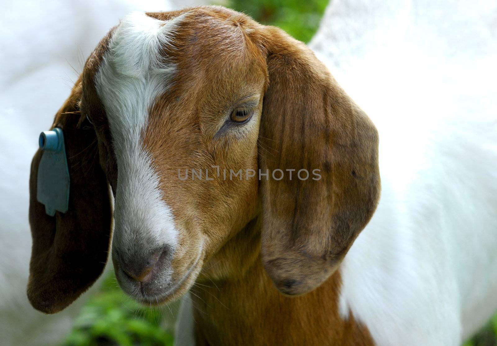 south african goat doeling out in the pasture