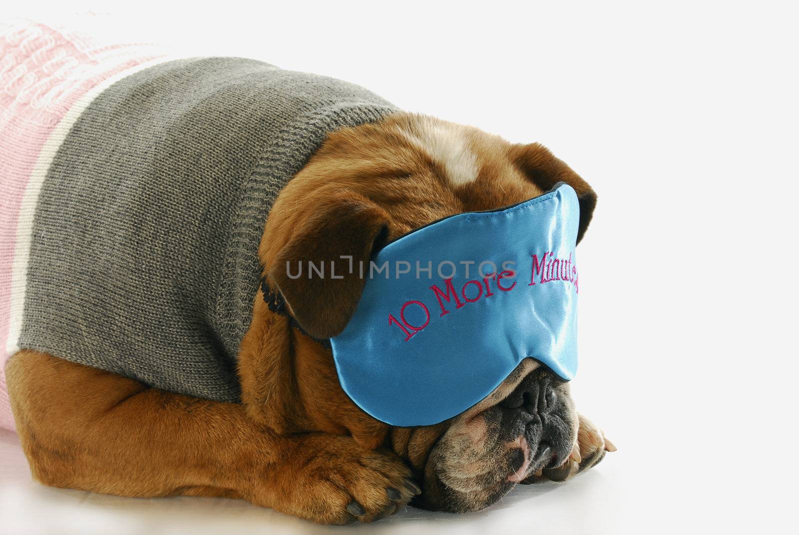 english bulldog sleeping with ten more minutes eye mask 