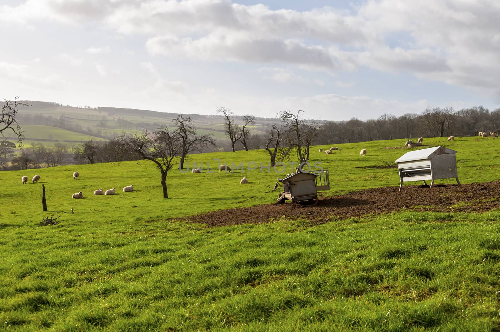 Sheep in a field, British landscape in winter