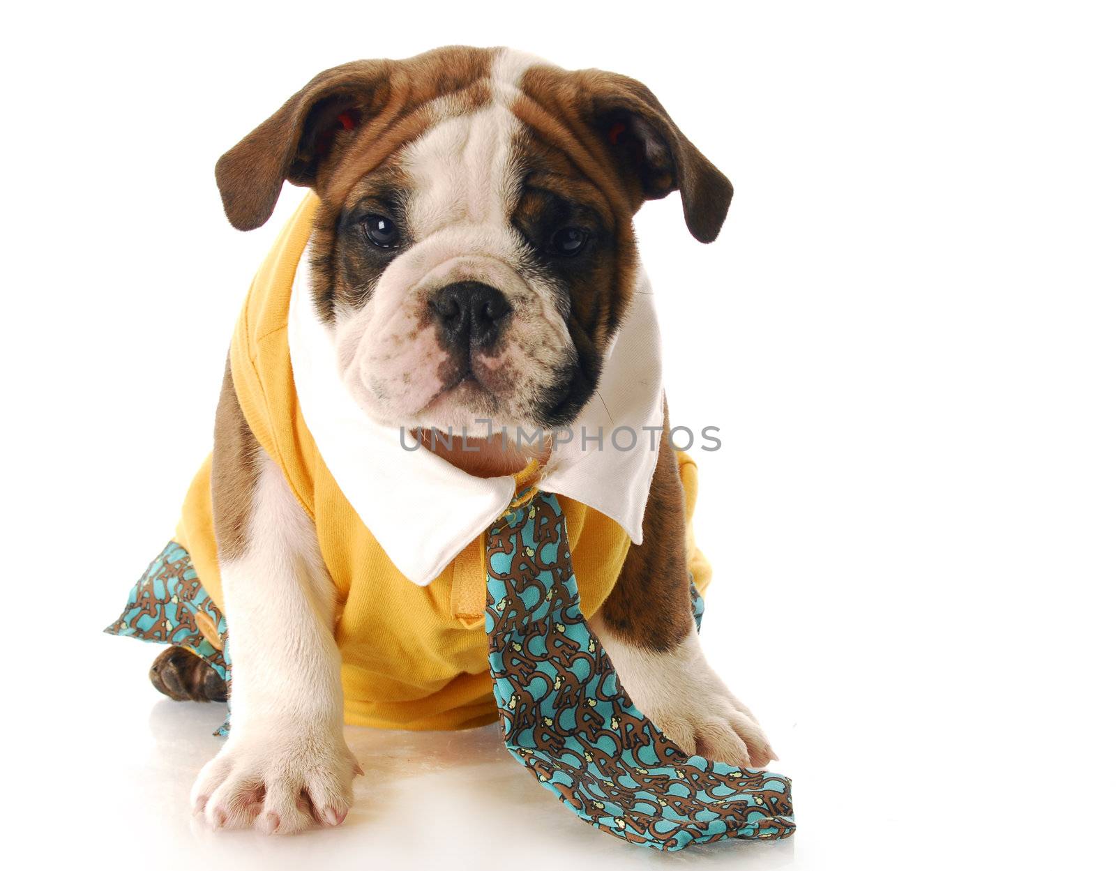 puppy dressed up with shirt and tie by willeecole123
