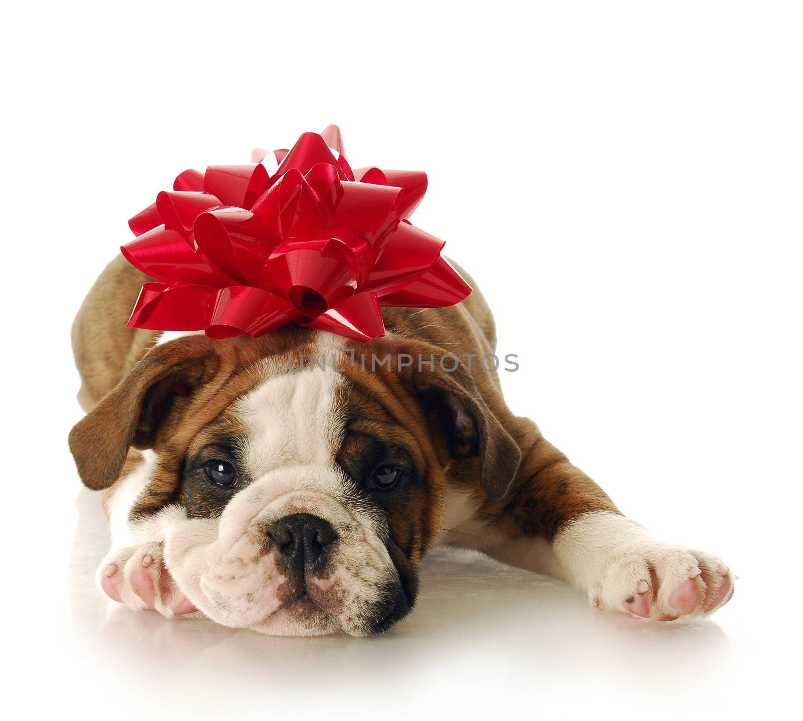 adorable english bulldog puppy with red bow on his head with reflection on white background