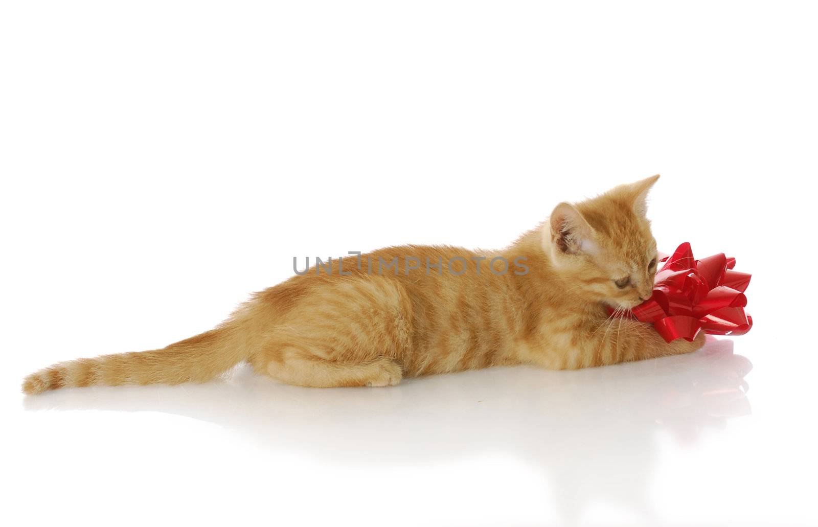 orange tabby kitten playing with red bow - eight weeks old