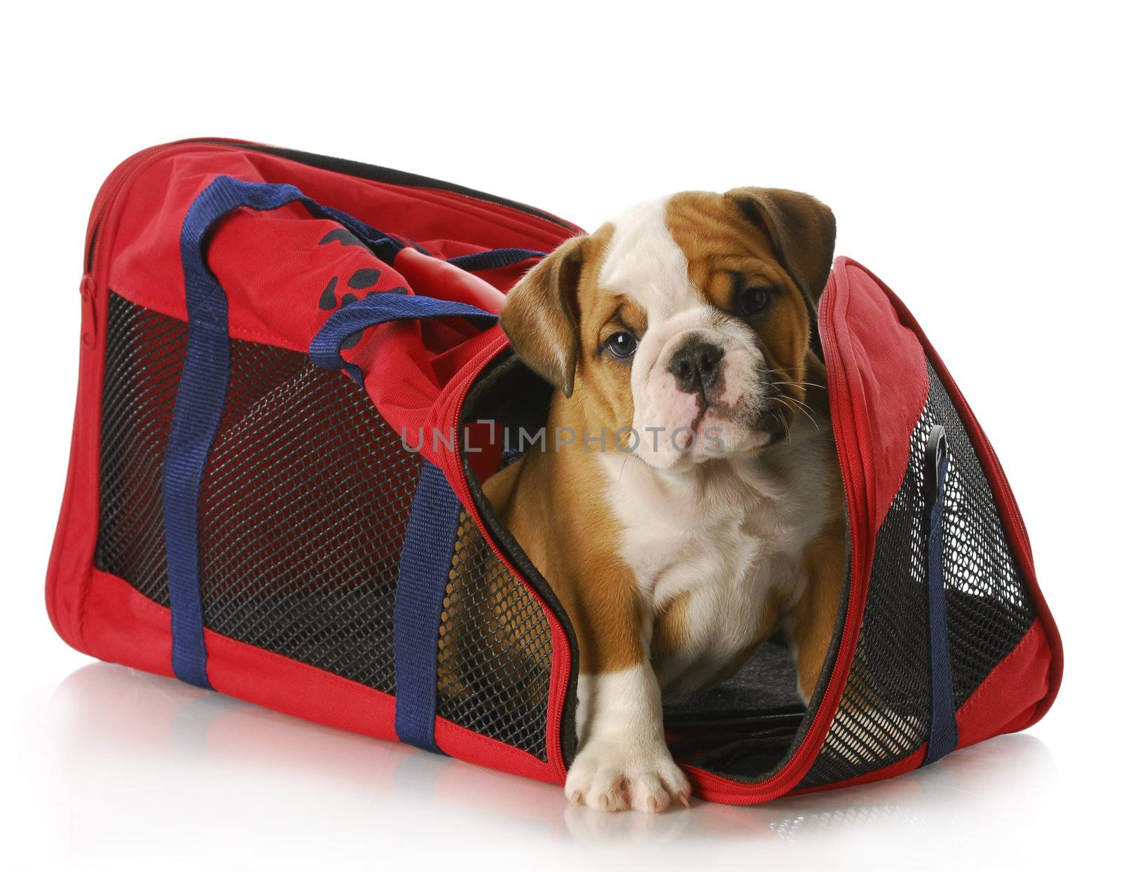 adorable eight week old english bulldog peaking out of travel tote bag