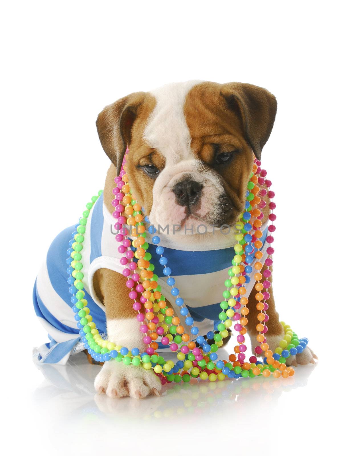 adorable eight week old english bulldog puppy wearing blue and white shirt with colorful jewelery with reflection on white background