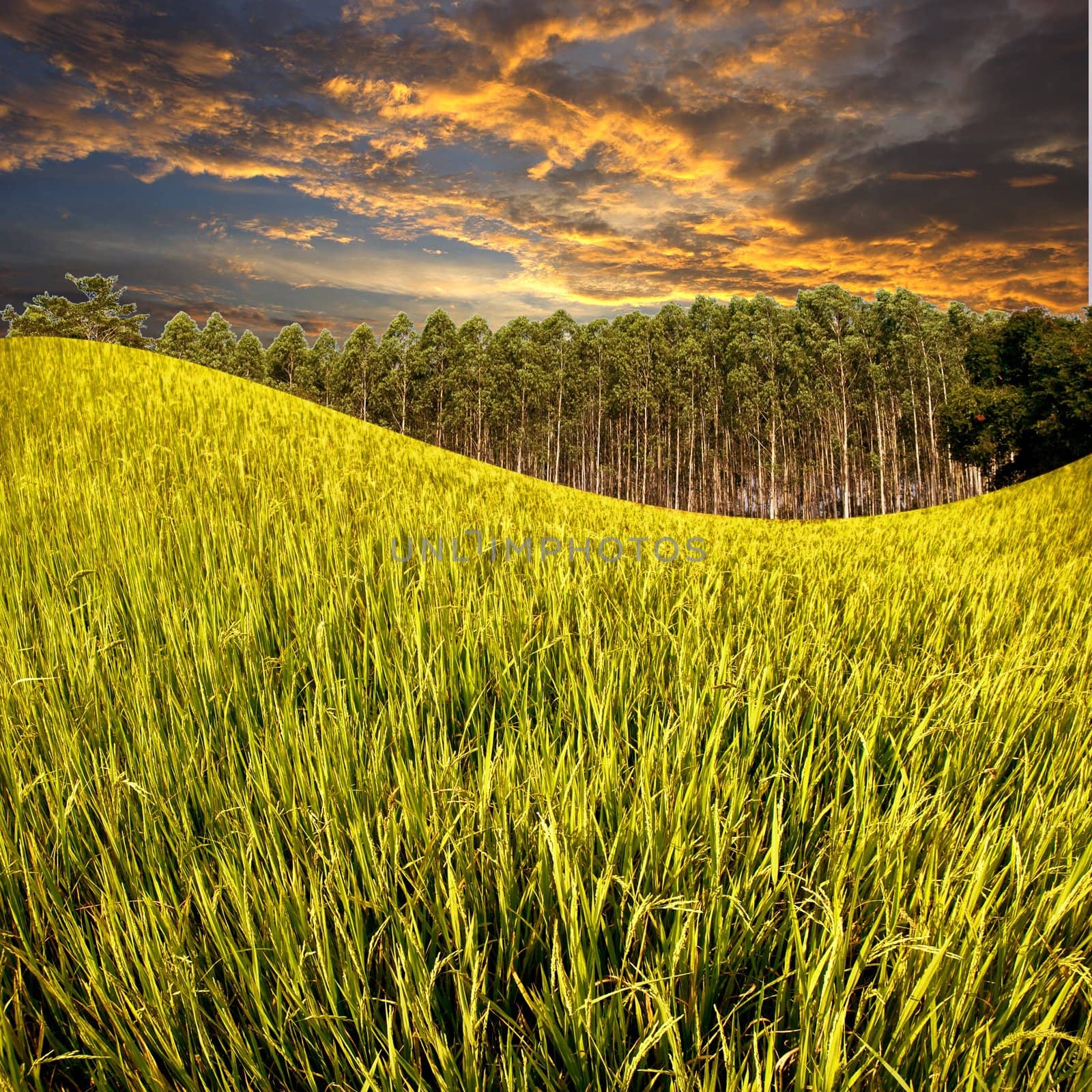Rice field and farm with sunset sky by pixbox77