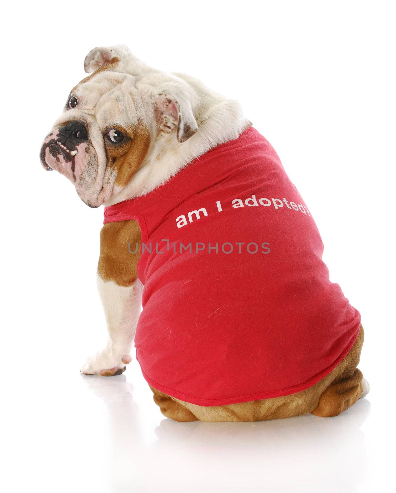 english bulldog wearing red shirt that says "Am I Adopted?" with reflection on white background