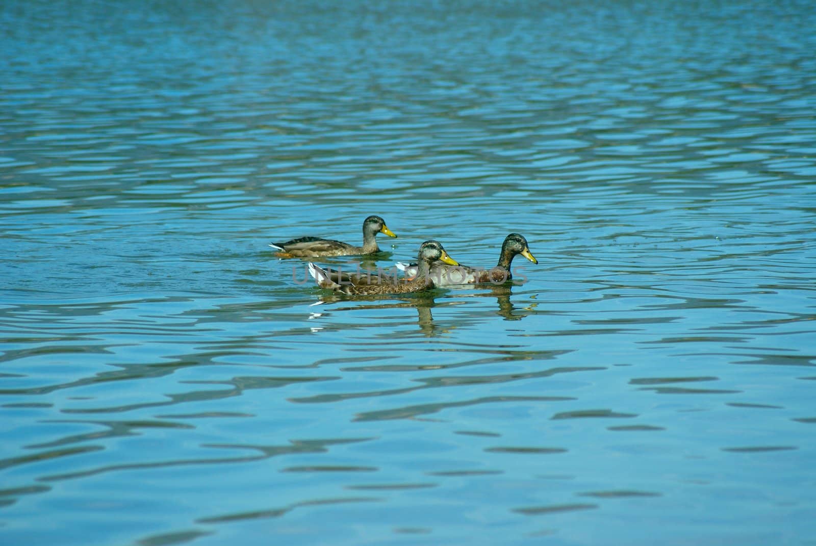 Ducks by photografmts