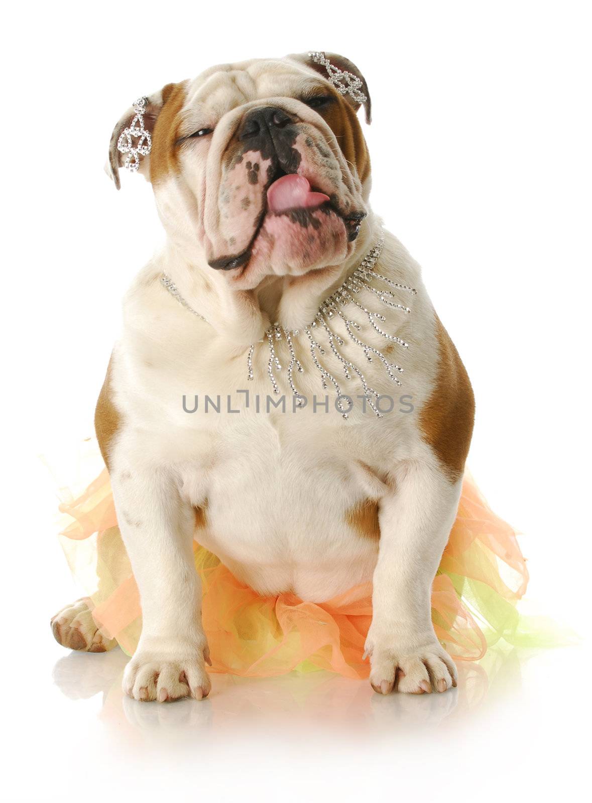 adorable english bulldog dressed up wearing shirt and fancy jewellry with reflection on white background