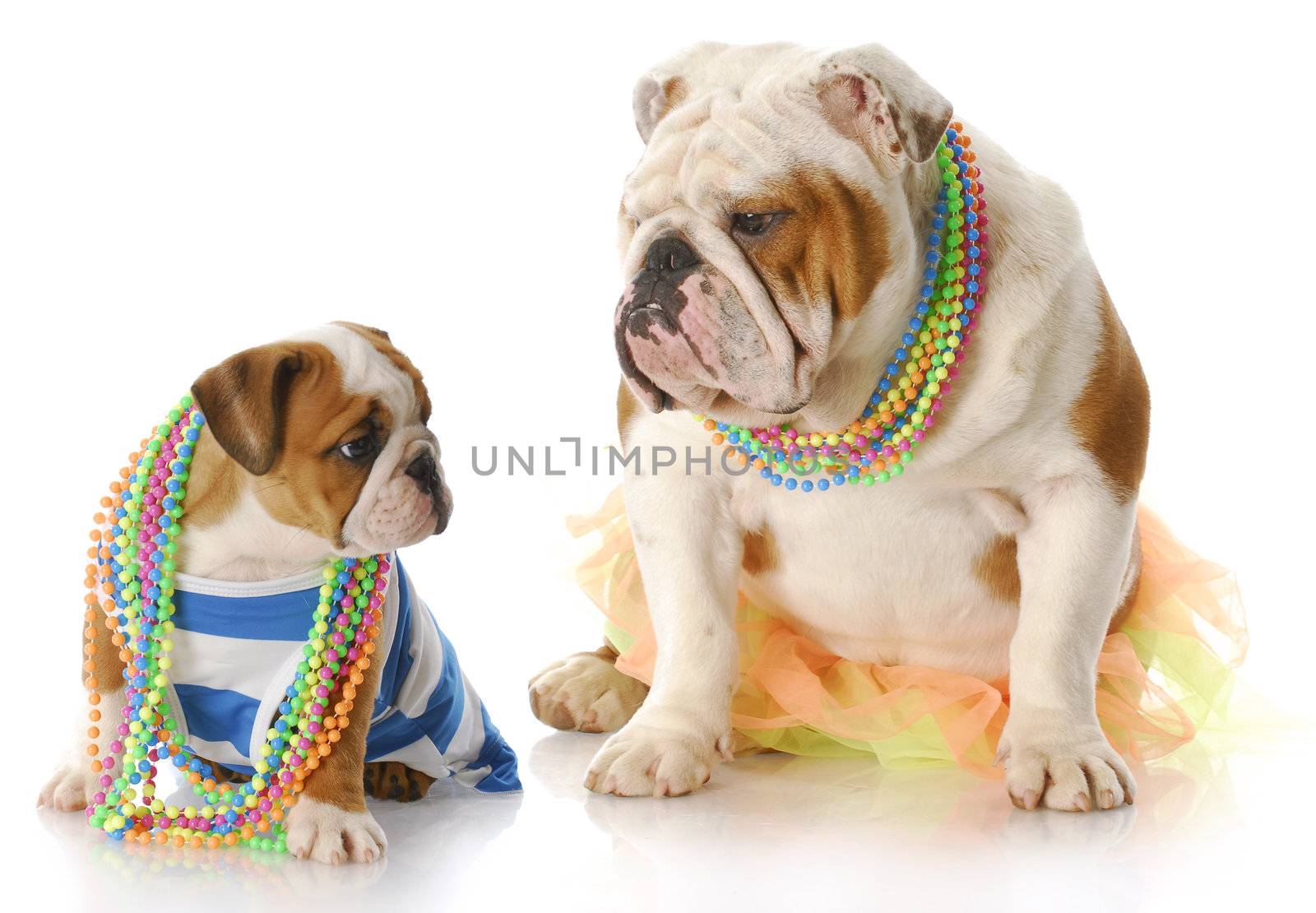 english bulldog mother and puppy dressed up in girl clothes with jewellry with reflection on white background