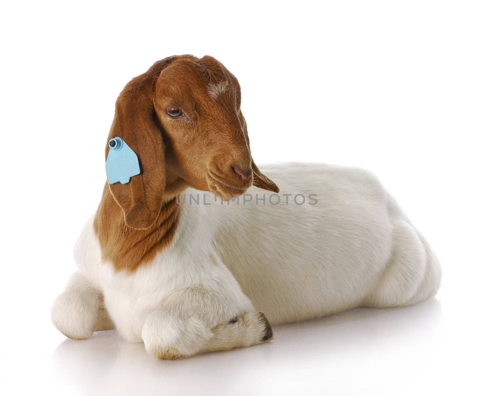 purebred south african boer goat doeling with reflection on white background