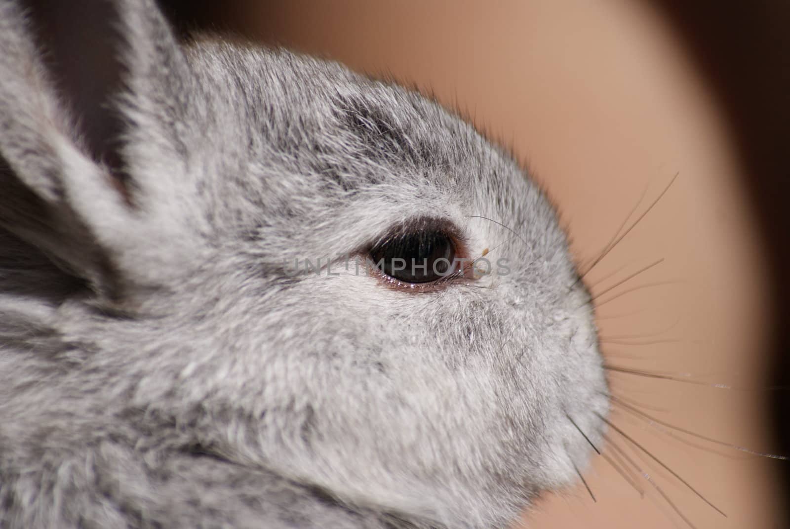 Nice rabbit looking at the camera