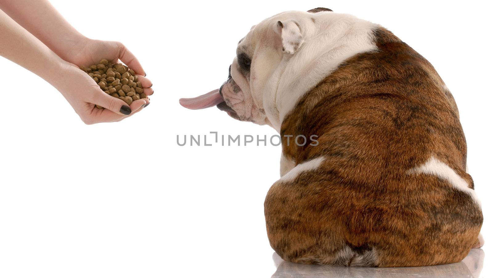 english bulldog refusing to eat food that is offered