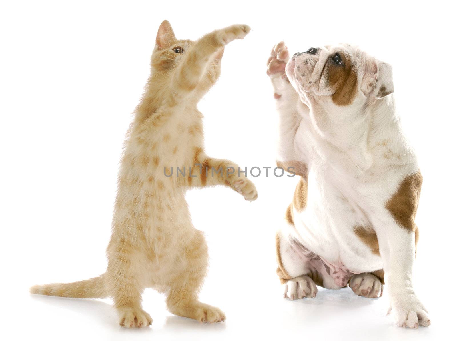 kitten standing up giving high five to english bulldog puppy with reflection on white background