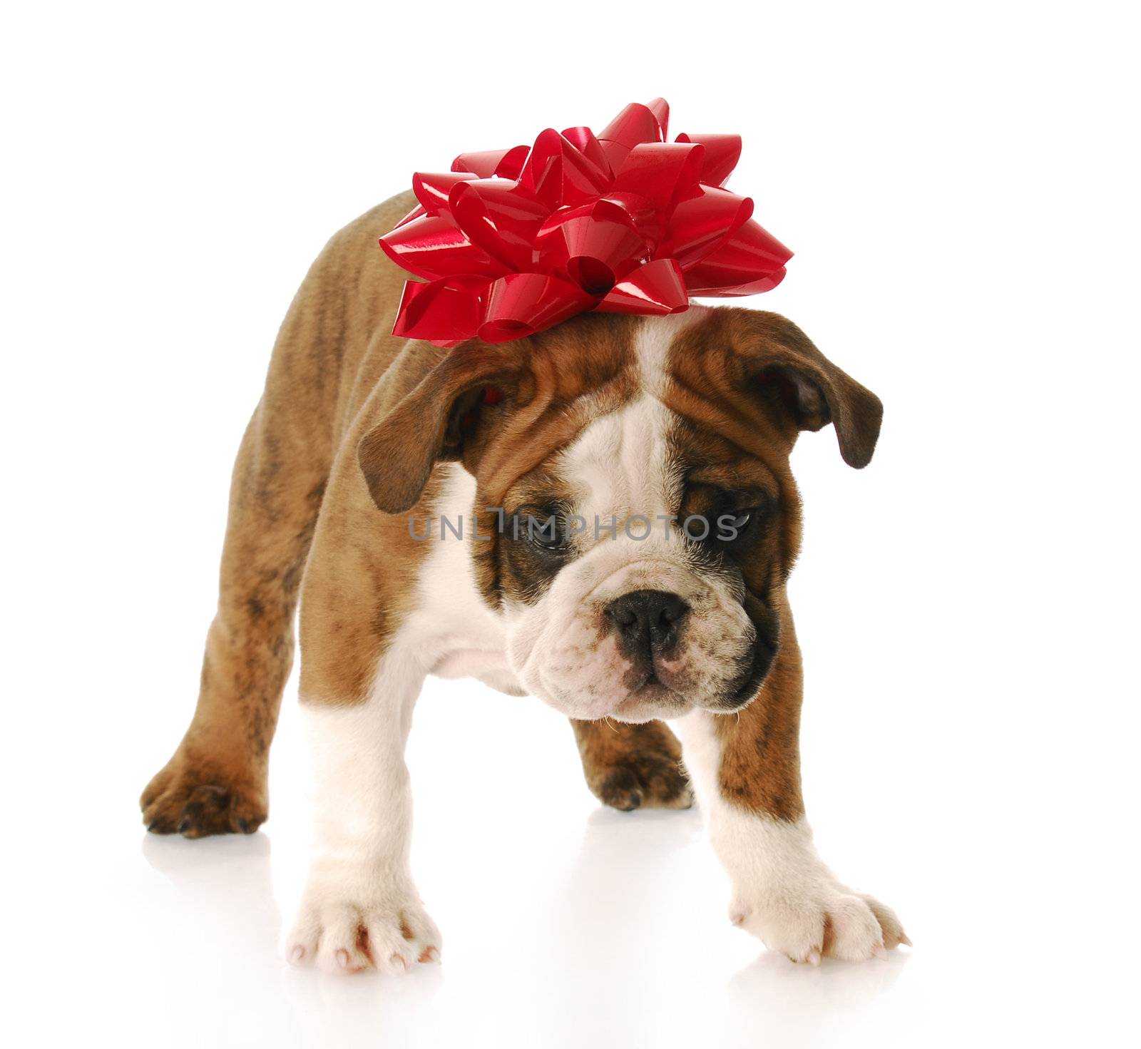 adorable english bulldog with red bow on his head standing