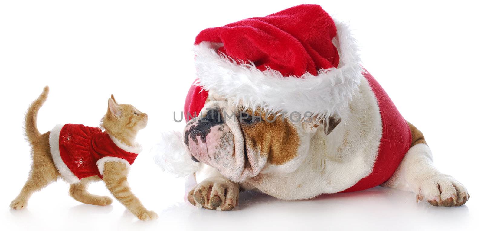 christmas cat and dog by willeecole123