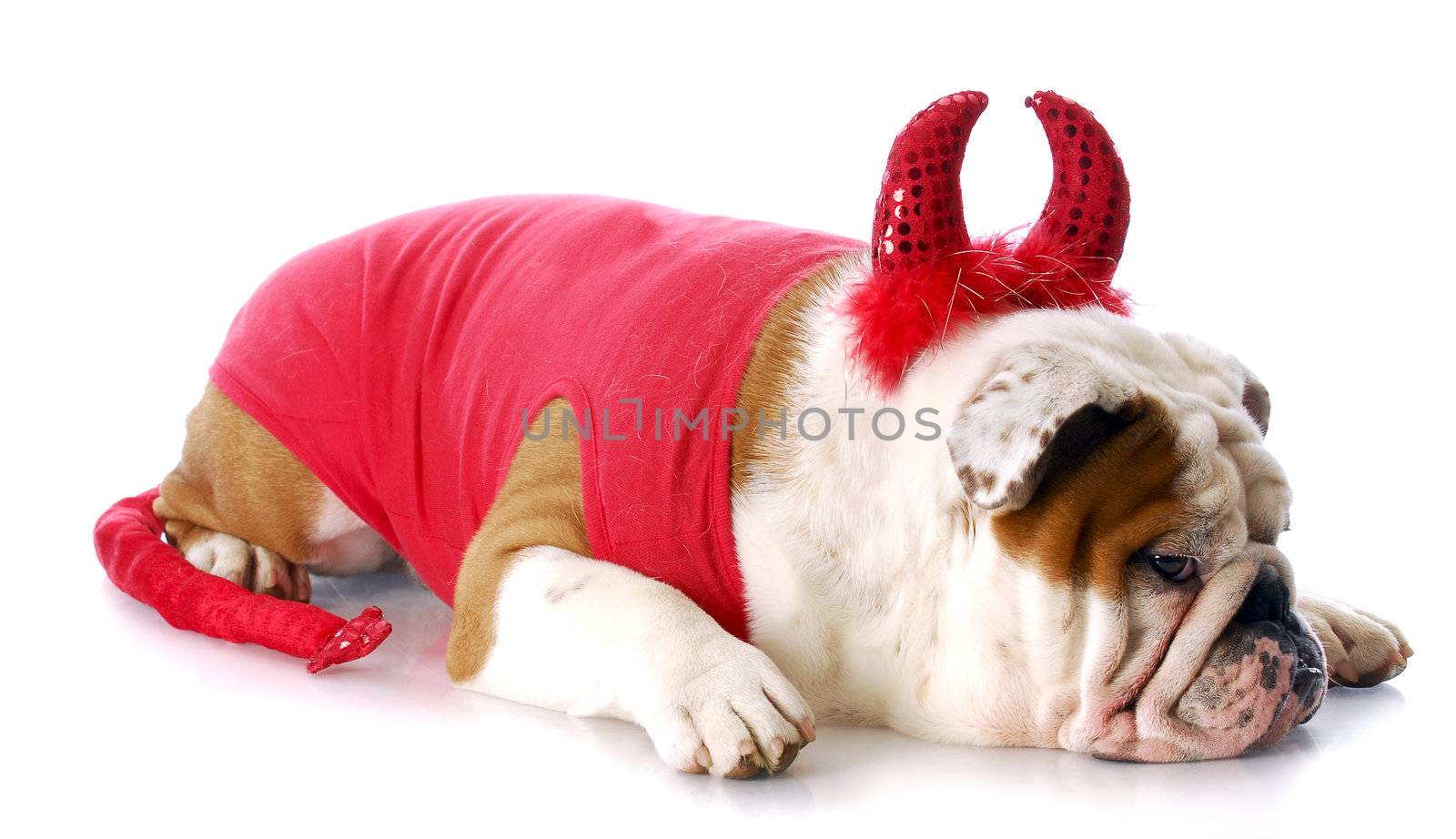 english bulldog with devilish expression in devil costume with reflection on white background